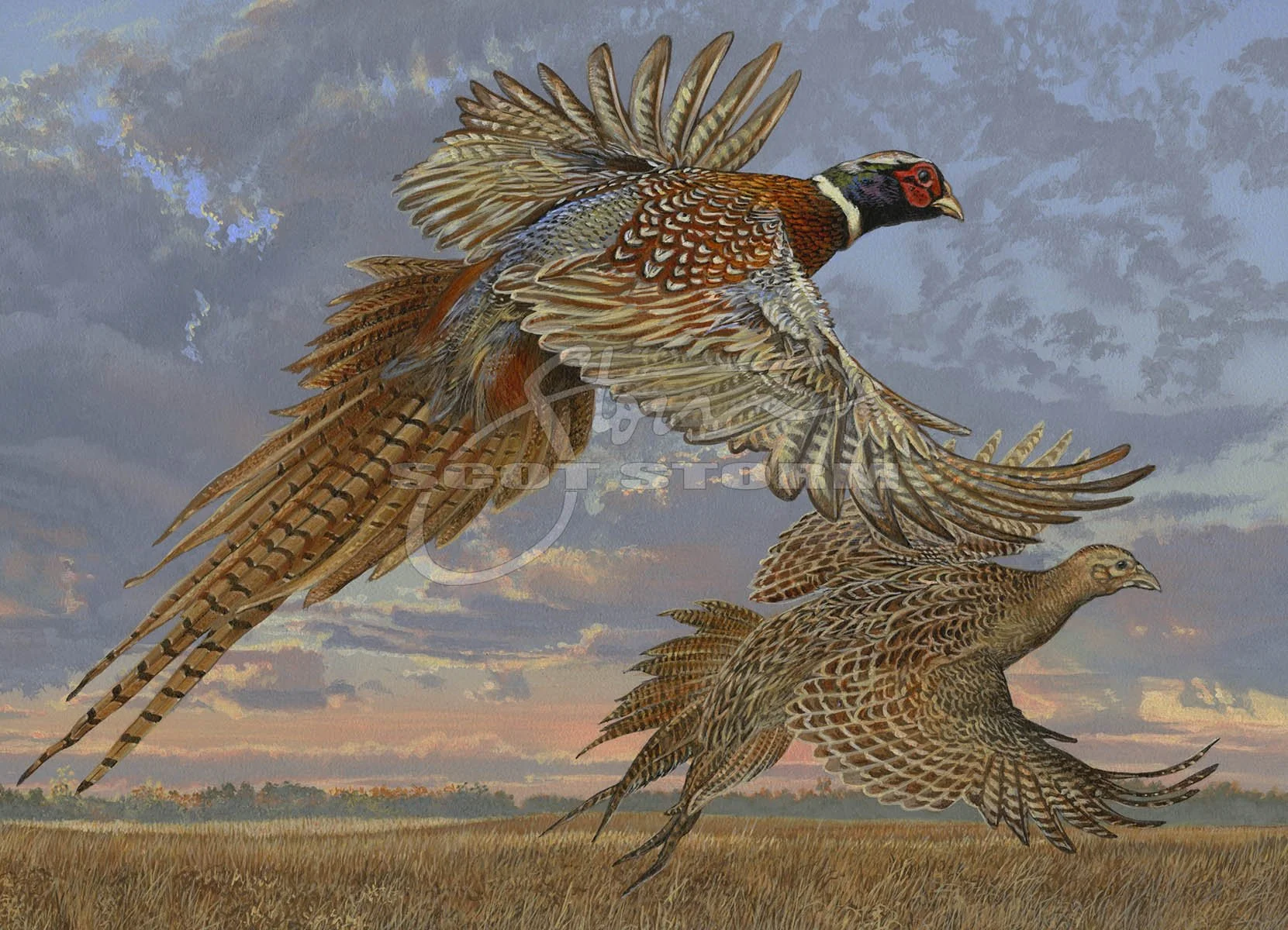 2020 Minnesota Pheasant+Minnesota dnr+pheasant+Scot Storm+waterfowl+wildlife+art+prints+original+painting+pheasants forever.jpg