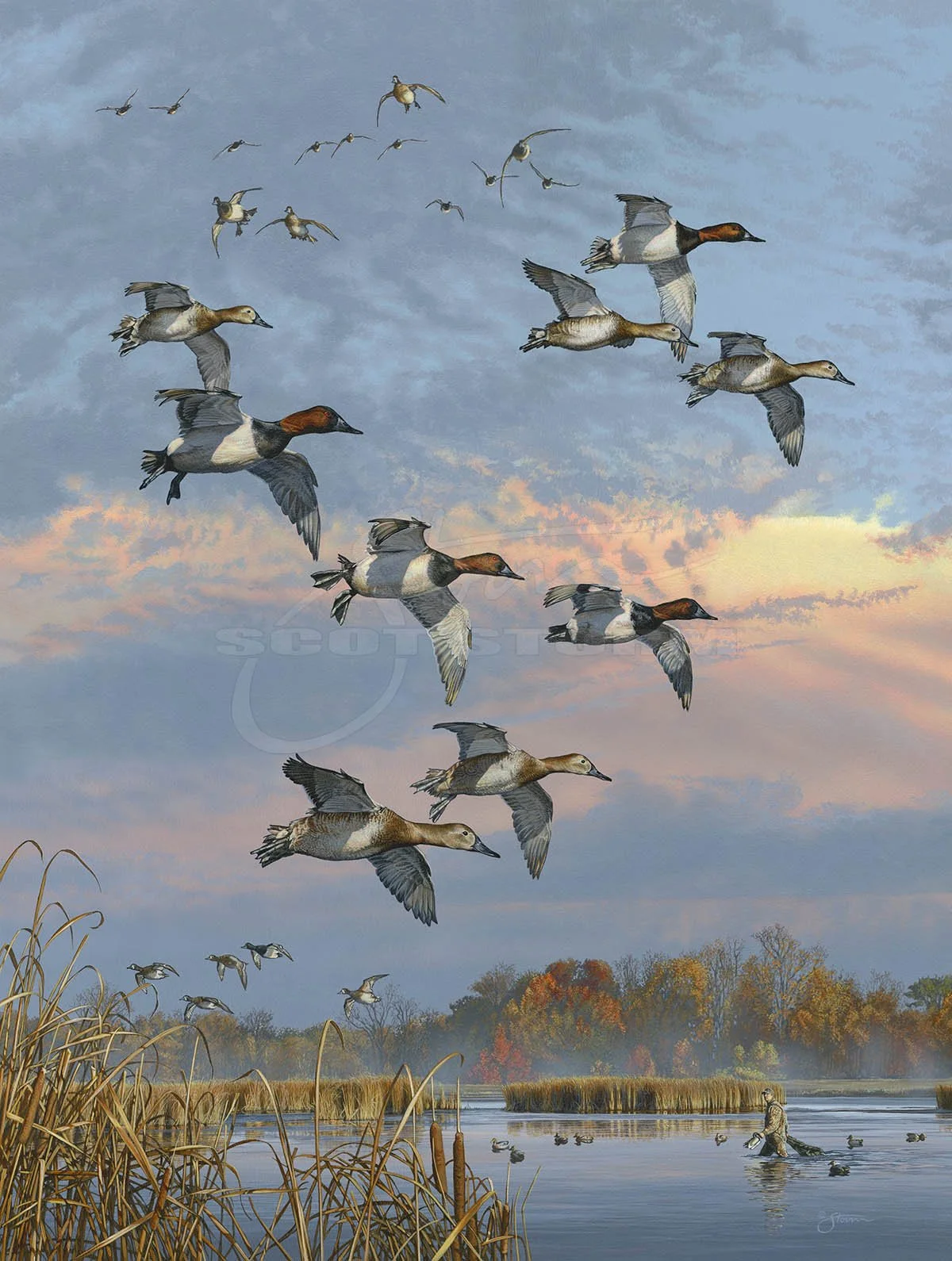 Late to the Game+canvasback+hunting+Scot Storm+waterfowl+wildlife+art+prints+original+painting+duck+ducks unlimited+delta waterfowl.jpg