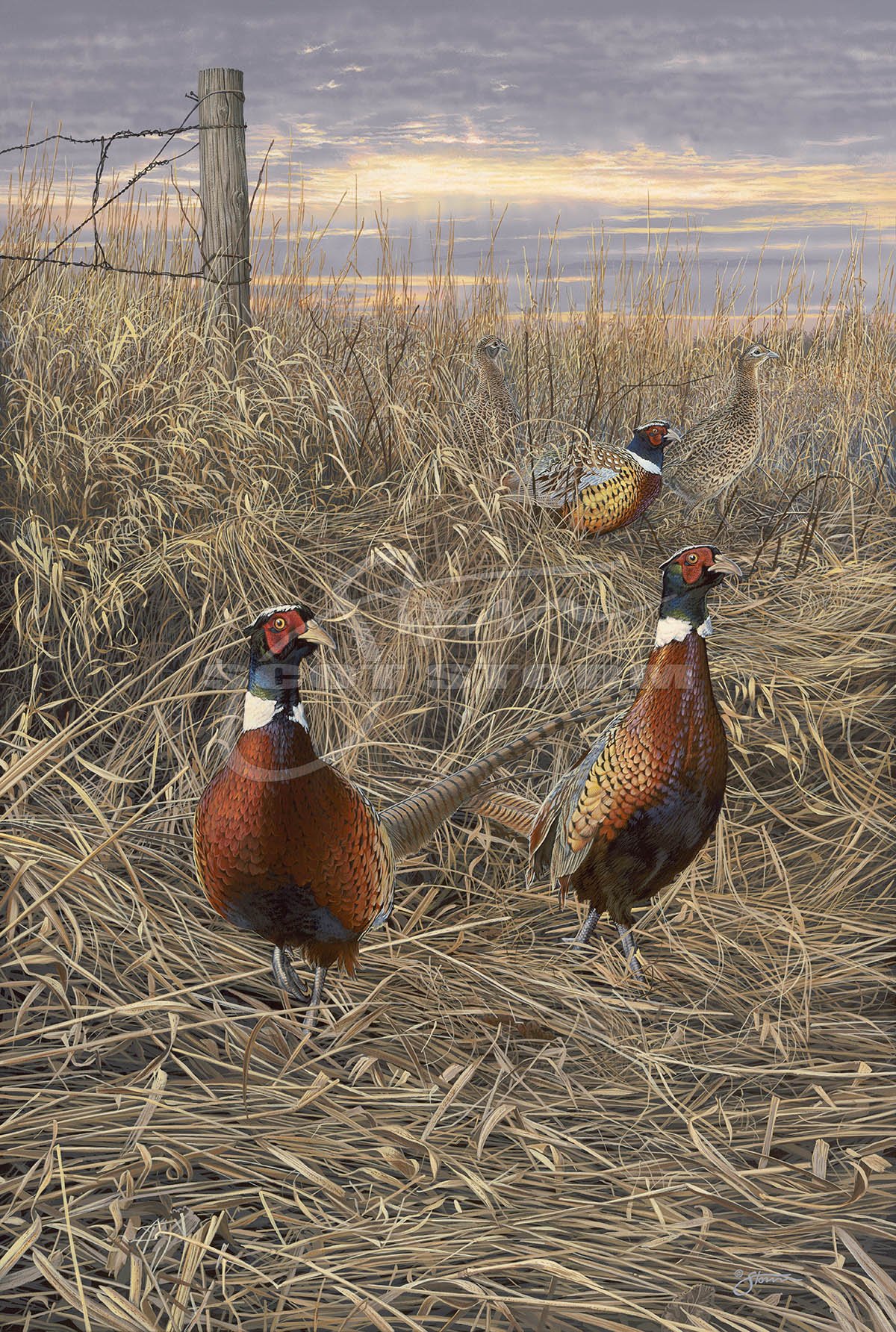 Fenceline Gathering+pheasant+pheasants forever+quail forever+upland+hunting+Scot Storm+wildlife+art+prints+original+painting.jpg
