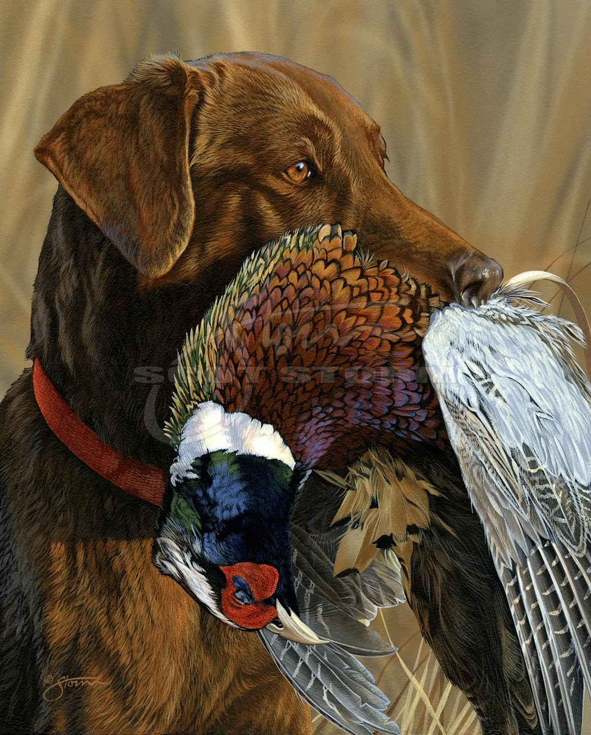 Prize Possession+chocolate+lab+labrador+pheasant+pheasants forever+sporting+dog+hunting+Scot Storm+wildlife+art+prints+original+painting.jpg