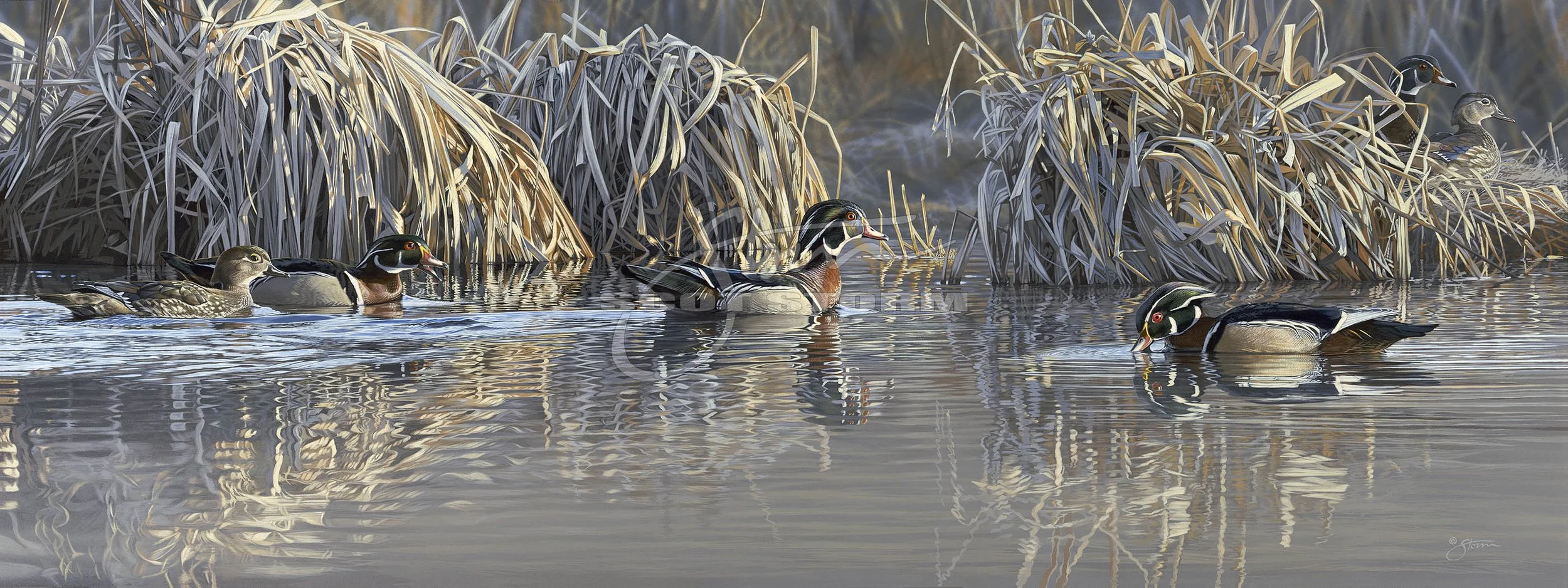 Backwater Gathering+wood ducks+Scot Storm+waterfowl+wildlife+art+prints+original+painting+duck+ducks unlimited+delta waterfowl.jpg