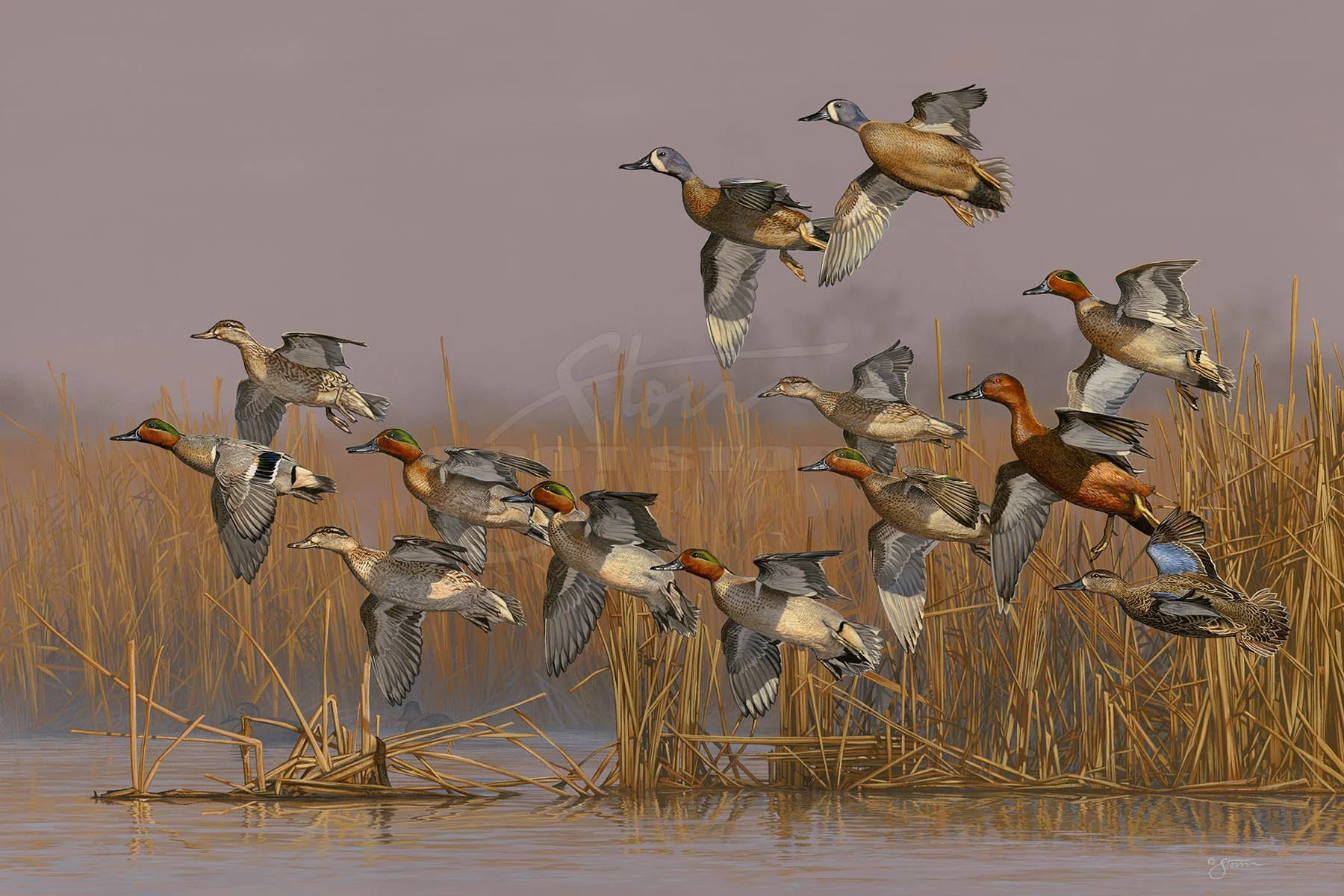 Teal+Time+bluewing+greenwing+cinnamon+hunting+Scot Storm+wildlife+art+prints+original+painting+waterfowl+duck+ducks unlimited+delta waterfowl.jpg
