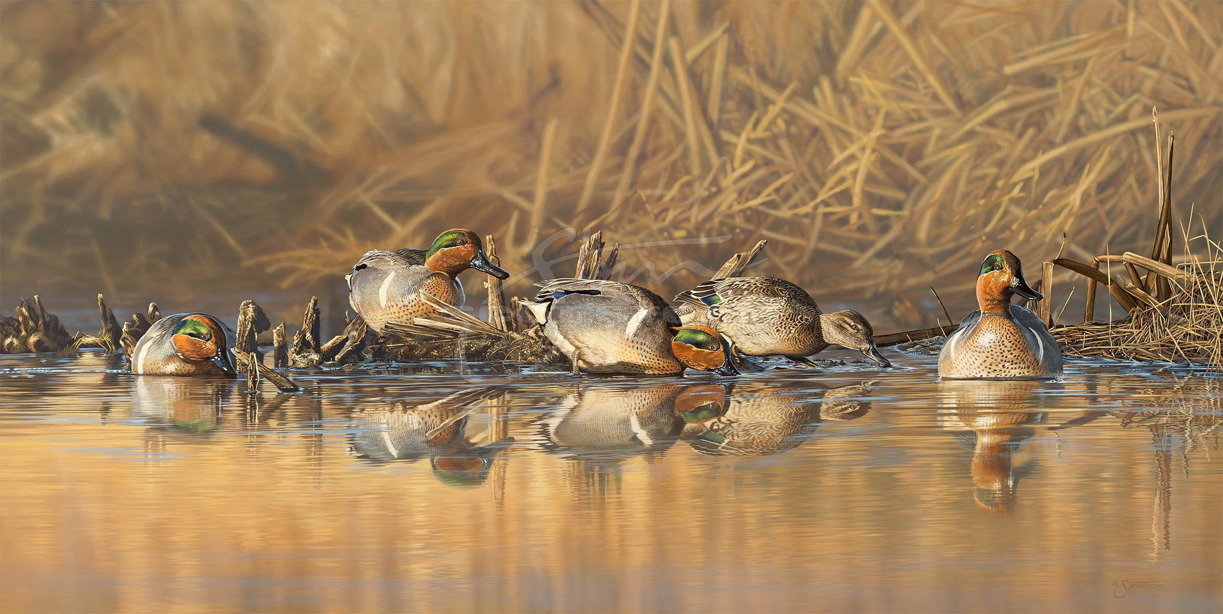 Emerald Reflections+greenwing+teal+Scot Storm+waterfowl+wildlife+art+prints+original+painting+duck+ducks unlimited+delta waterfowl.jpg