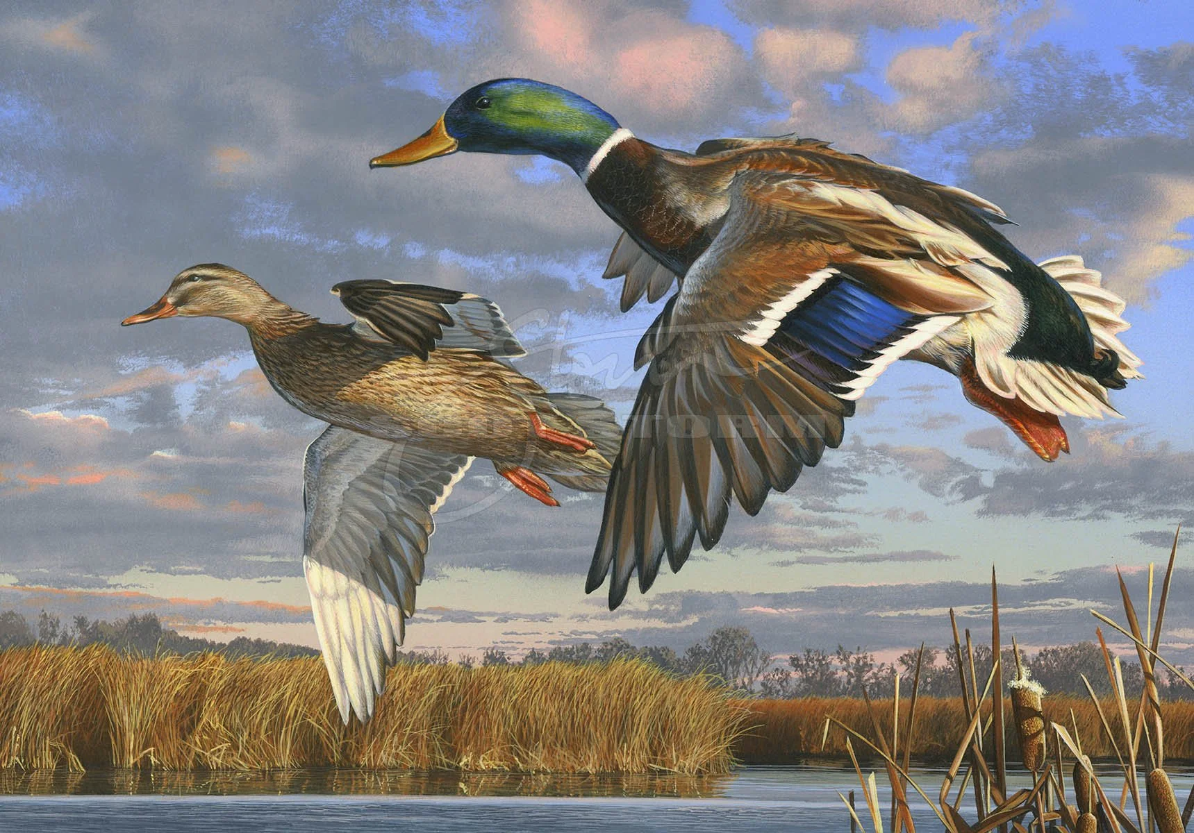 Mallard+federal entry+3rd++Scot Storm+wildlife+art+prints+original+painting+waterfowl+duck+ducks unlimited+delta waterfowl.jpg