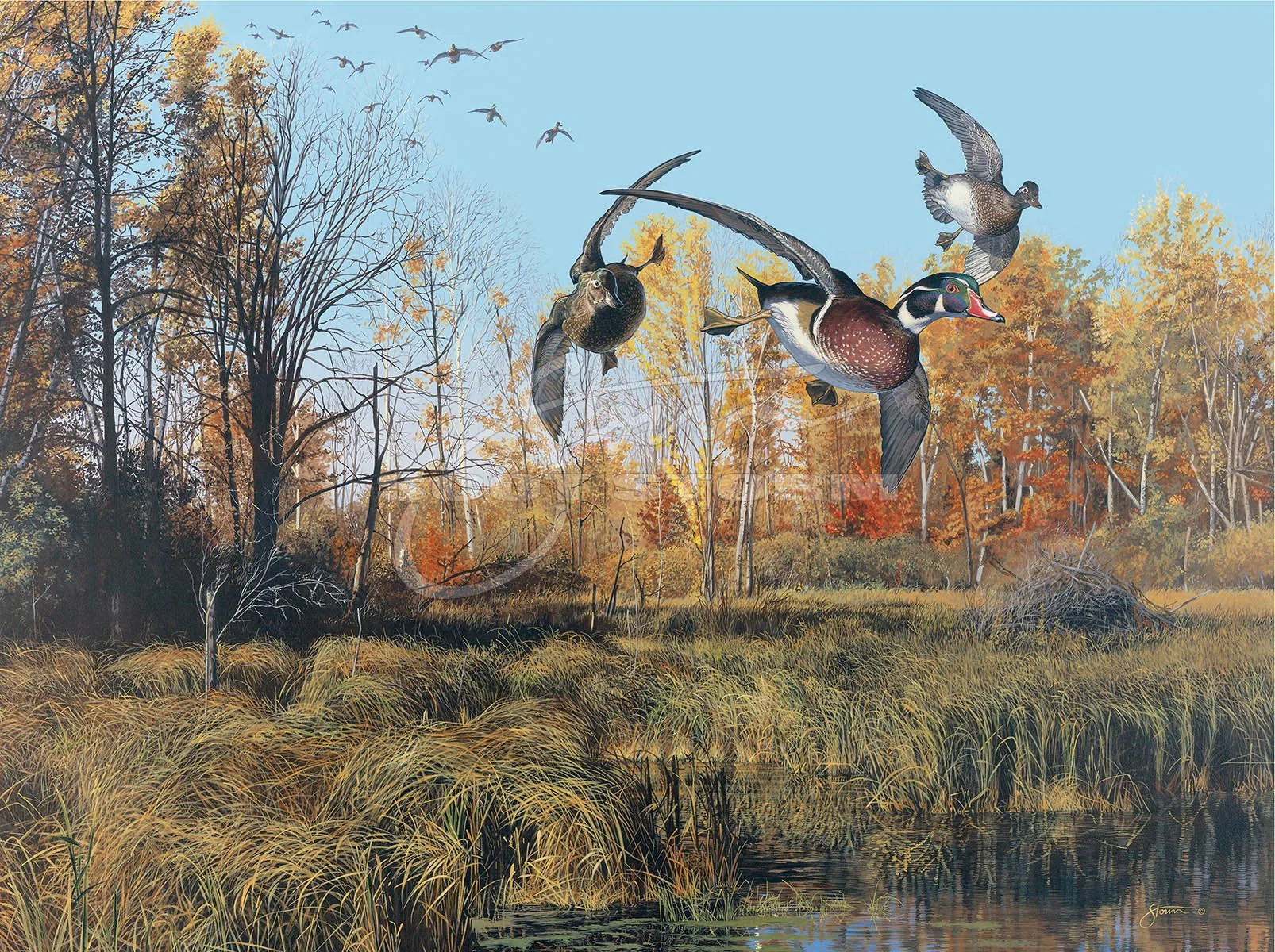 Backwater+wood duck+Scot Storm+waterfowl+wildlife+art+prints+original+painting+duck+ducks unlimited+delta waterfowl.jpg