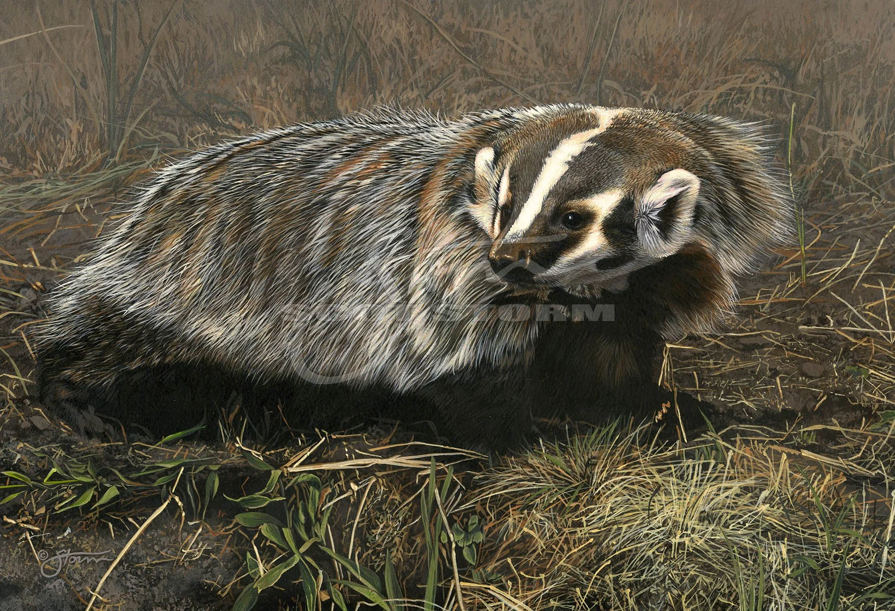 Badger II+badger+predator+western+Scot Storm+wildlife+art+prints+original+painting.jpg