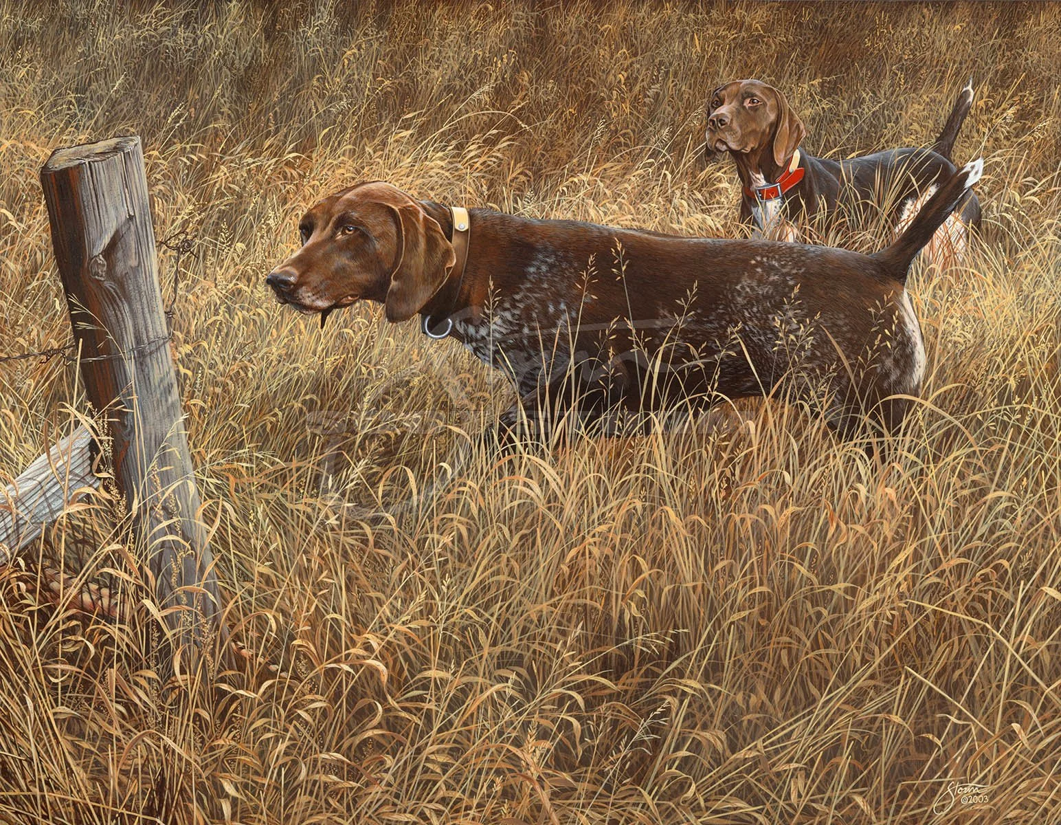 Holdin Tight+german+shorthair+pheasant+quail+sporting+dog+pheasants forever+quail forever+Scot Storm+wildlife+art+prints+original+painting.jpg
