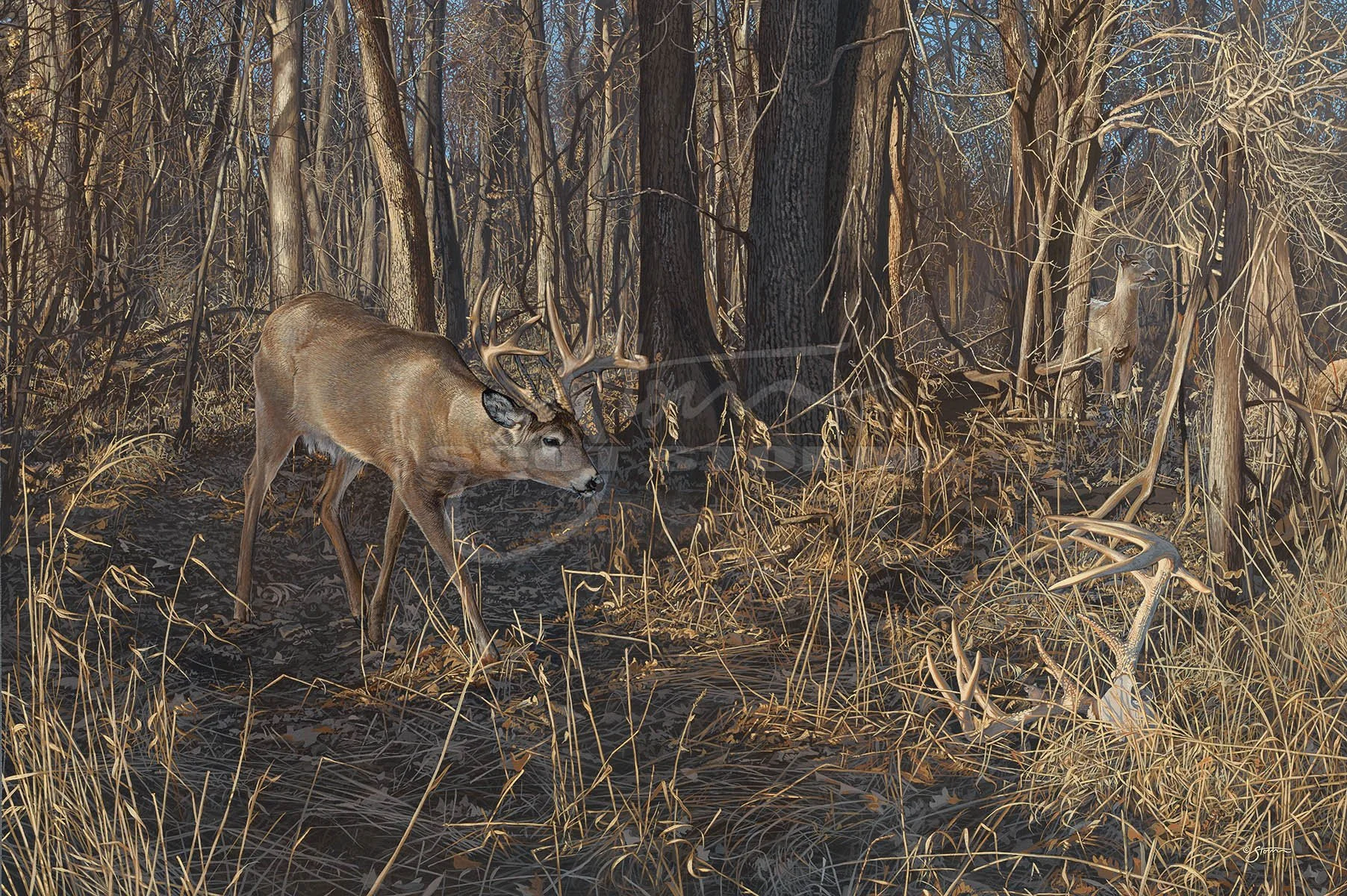 MDHA+The Next in Line+whitetail+deer+grey+timber+wolf+wolves+Scot Storm+wildlife+art+prints+original+painting.jpg