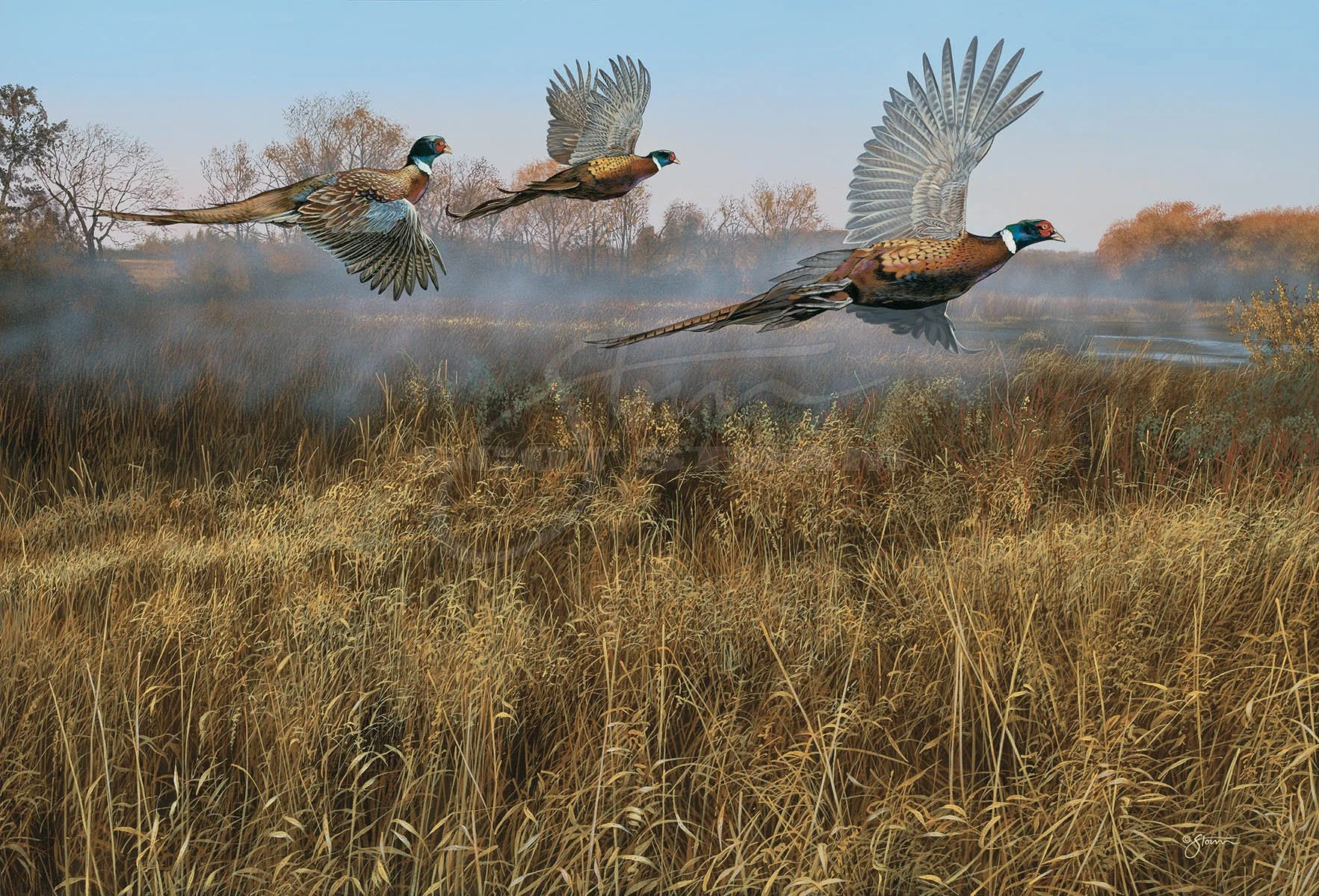 Morning Mist+Pheasant+pheasants forever+upland+hunting+Scot Storm+wildlife+art+prints+original+painting.jpg
