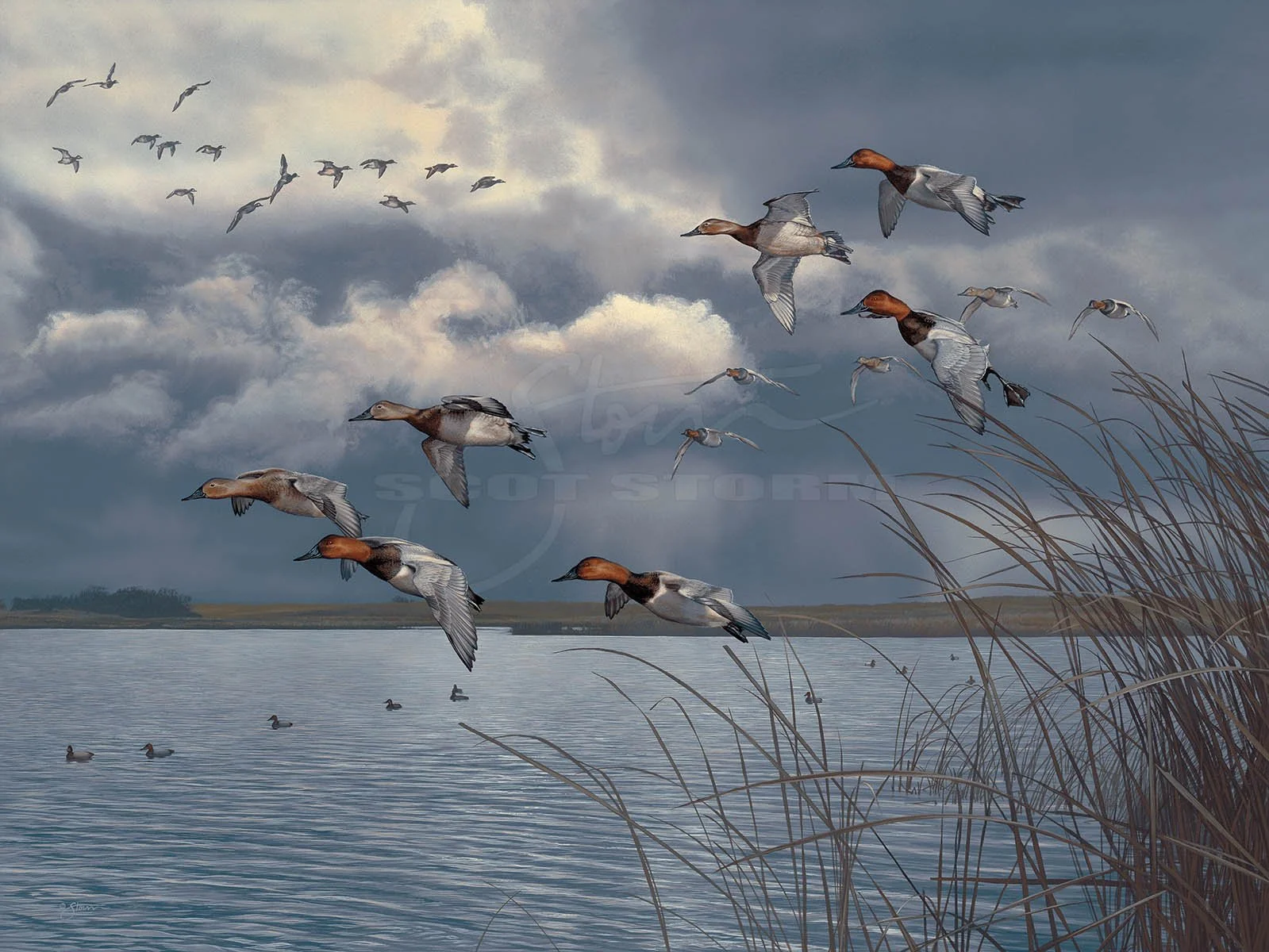 Royal Front+canvasback++Scot Storm+wildlife+art+prints+original+painting+waterfowl+duck+ducks unlimited+delta waterfowl.jpg