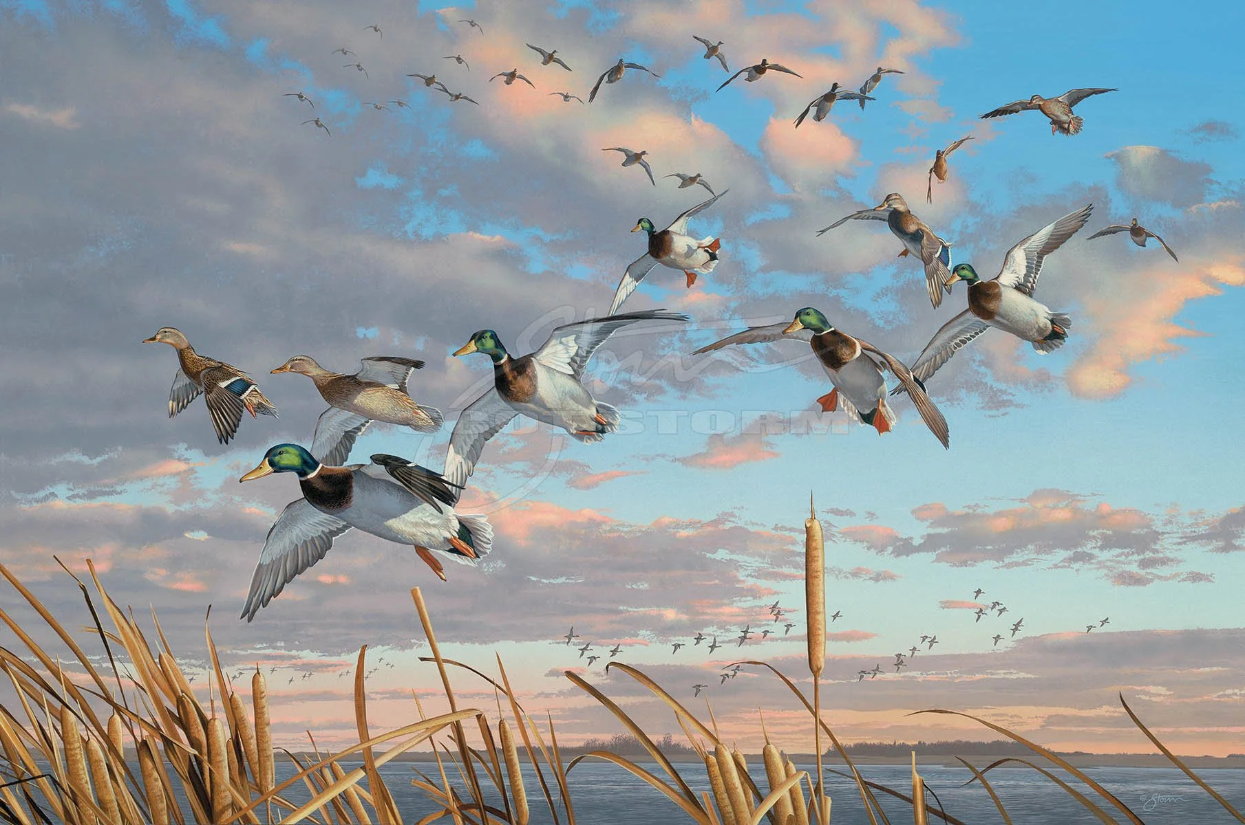 Should have been There+mallard++Scot Storm+wildlife+art+prints+original+painting+waterfowl+duck+ducks unlimited+delta waterfowl.jpg