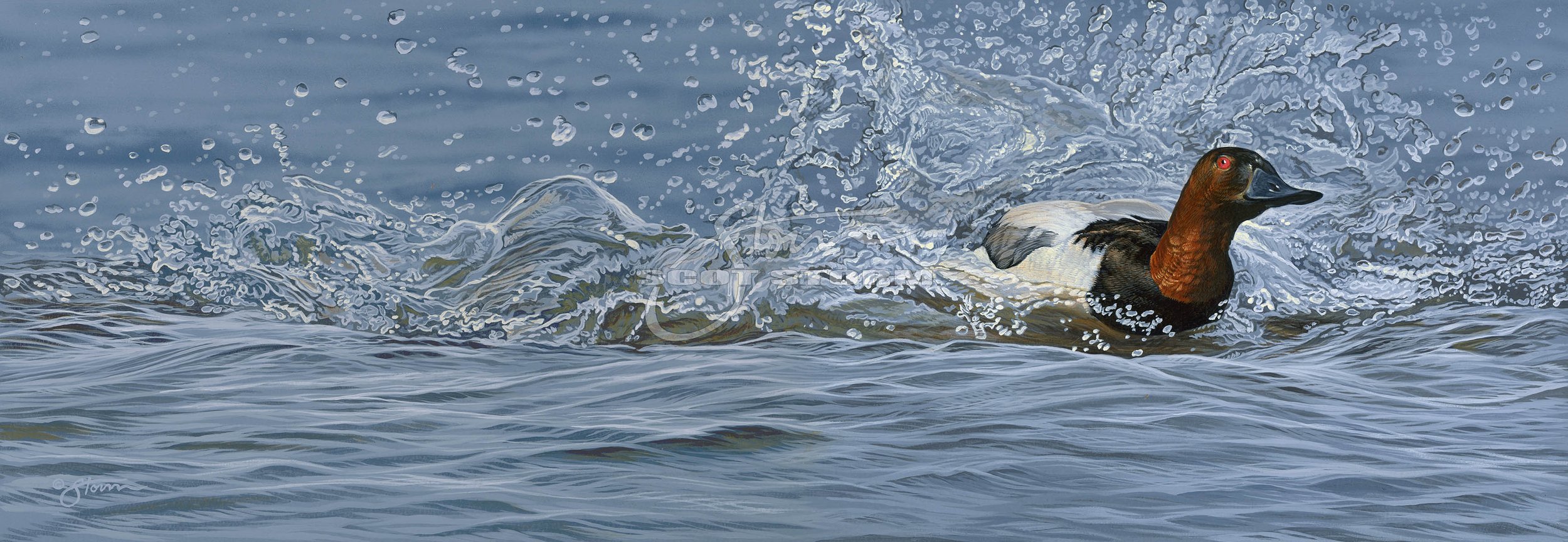 Splash Down+02+canvasback+Scot Storm+wildlife+art+prints+original+painting+waterfowl+duck+ducks unlimited+delta waterfowl.jpg