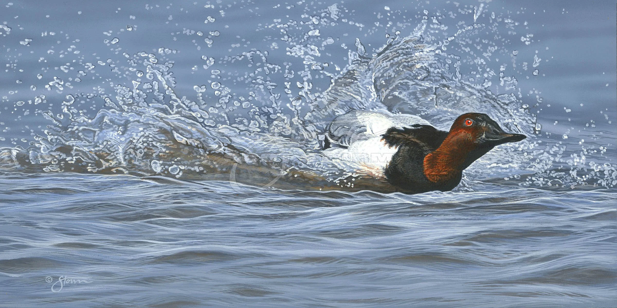 Splash Down+canvasback+Scot Storm+wildlife+art+prints+original+painting+waterfowl+duck+ducks unlimited+delta waterfowl.jpg