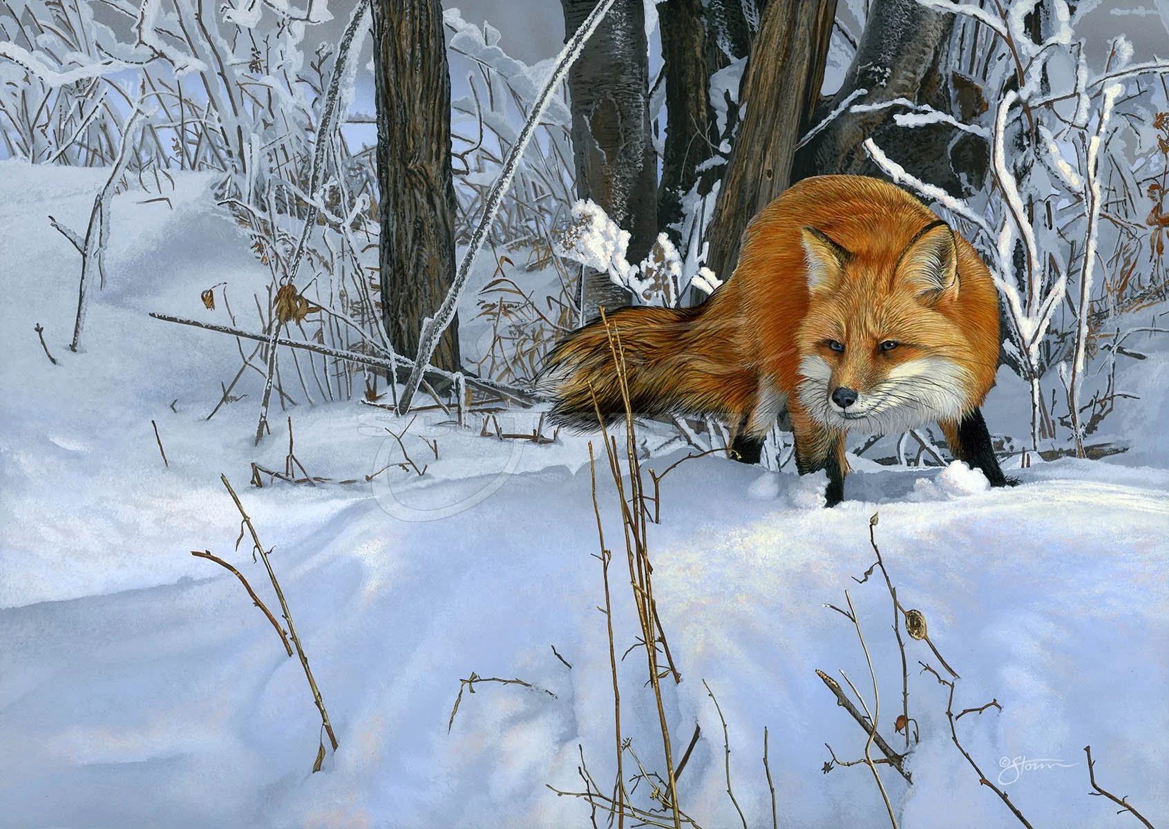 Red Fox 04+red+fox+predator+Scot Storm+wildlife+art+prints+original+painting.jpg