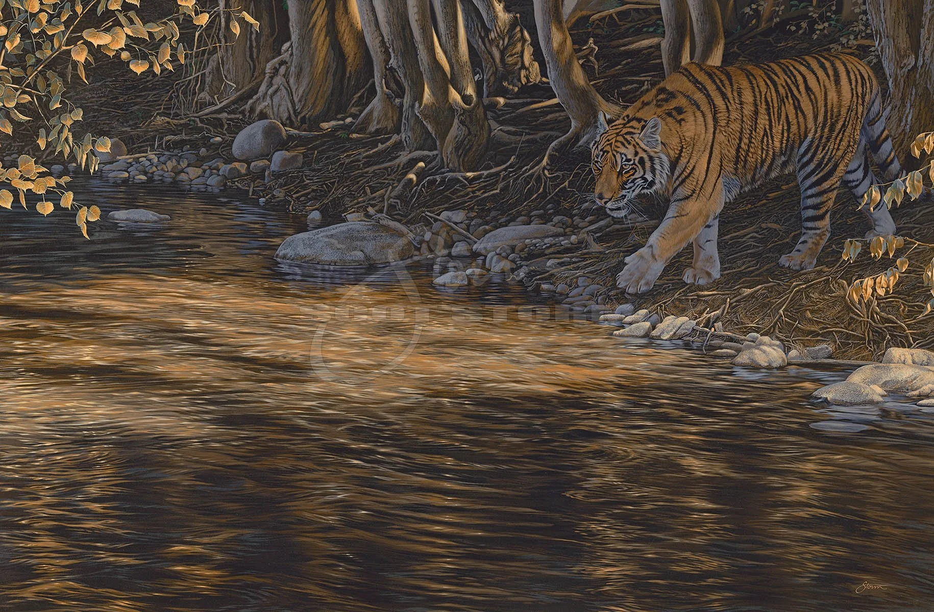 Out of the Shadows+amur+tiger+predator+big+cat+Scot Storm+wildlife+art+prints+original+painting.jpg