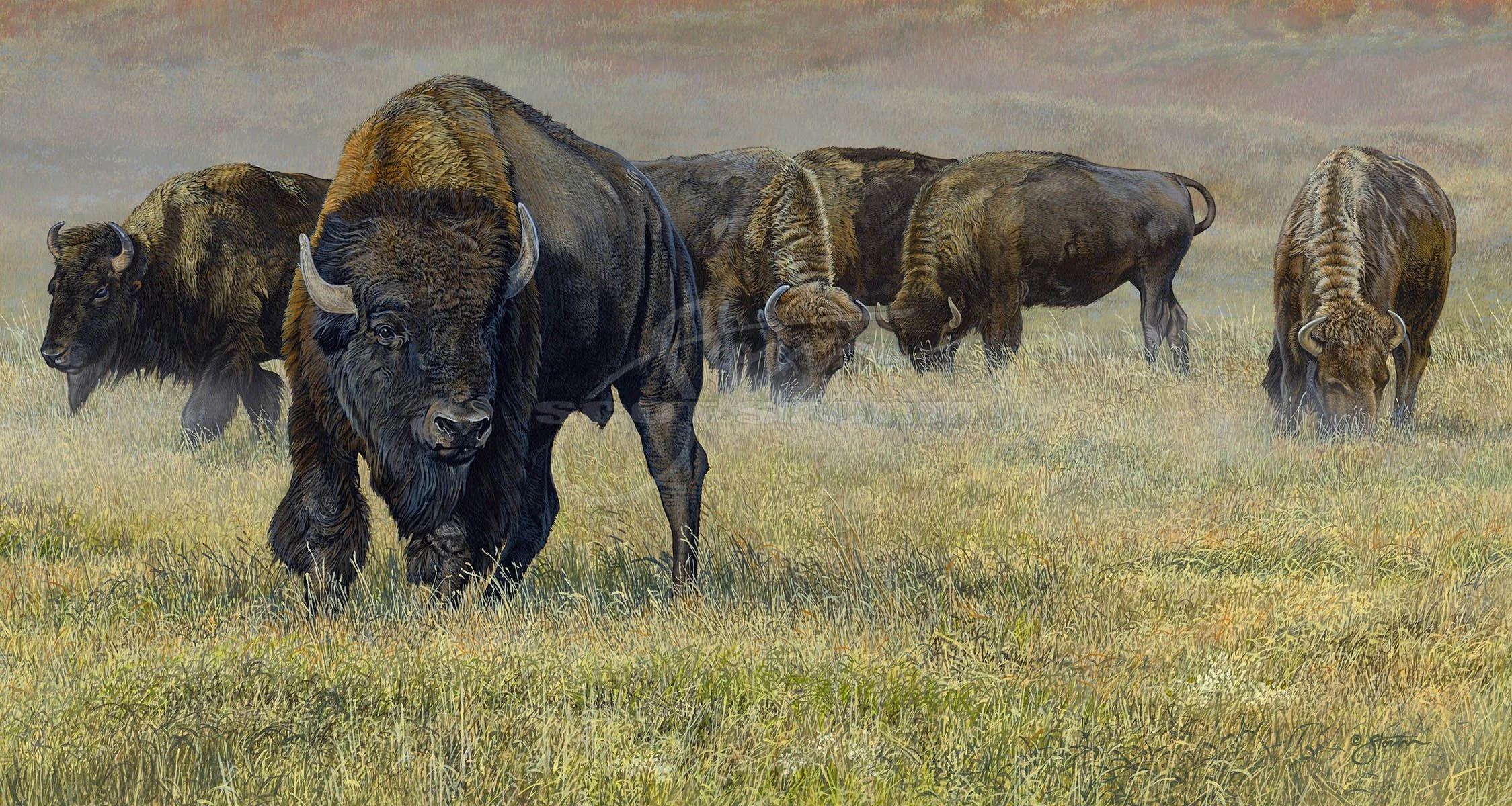 Prairie Guardian+bison+buffalo+Scot Storm+wildlife+art+prints+original+painting.jpg