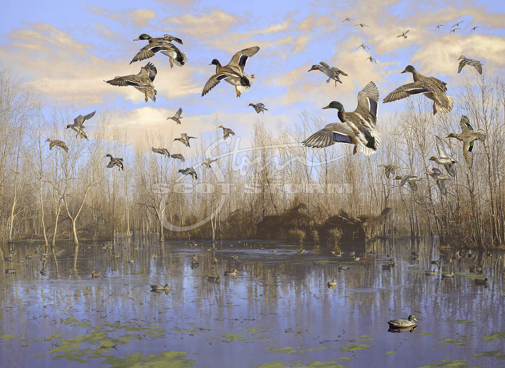 The Wood Lake+mallard+pintail+greenwing+teal+hunting+Scot Storm+wildlife+art+prints+original+painting+waterfowl+duck+ducks unlimited+delta waterfowl.jpg