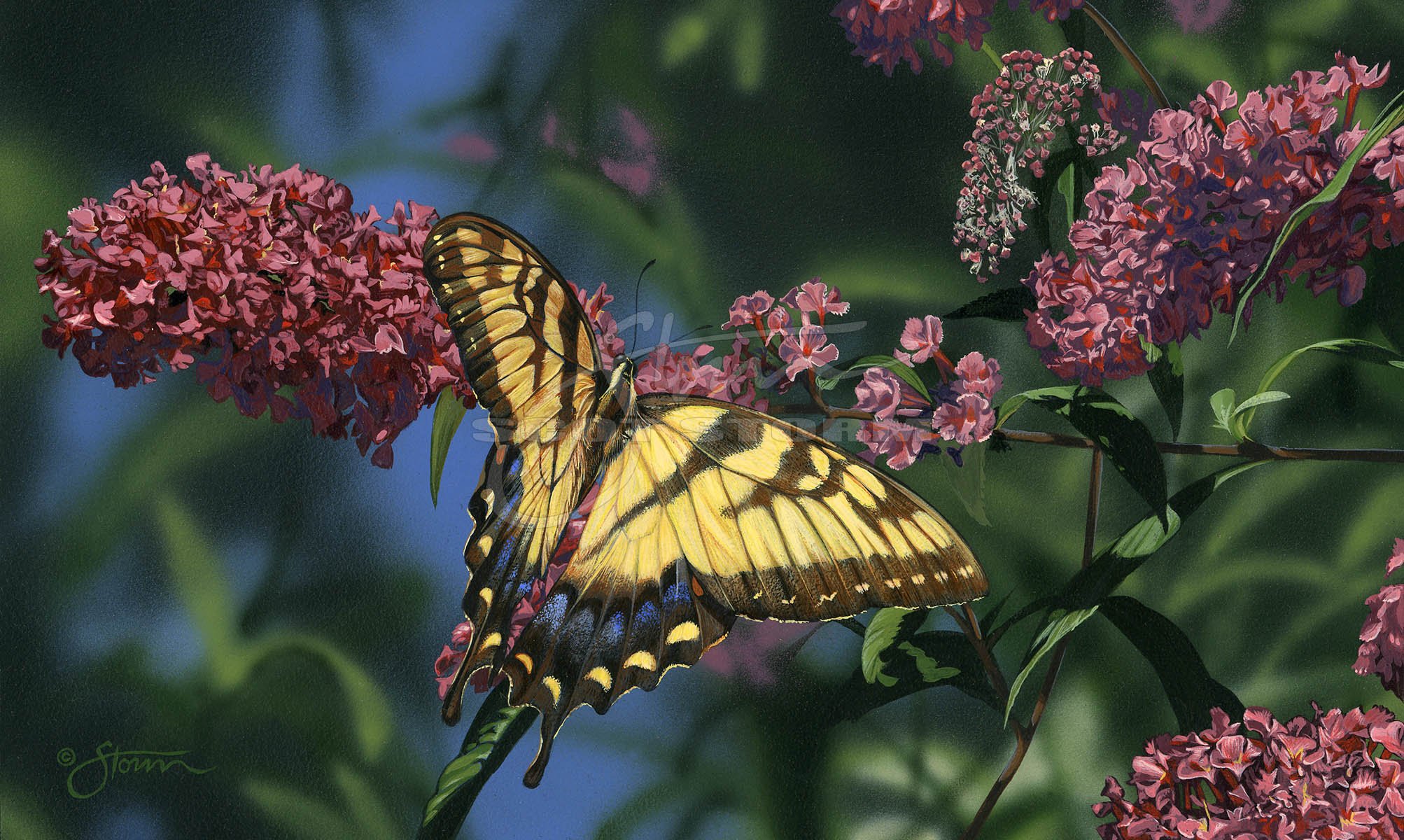 Tigertail+swallowtail+butterfly+Scot Storm+wildlife+art+prints+original+painting.jpg