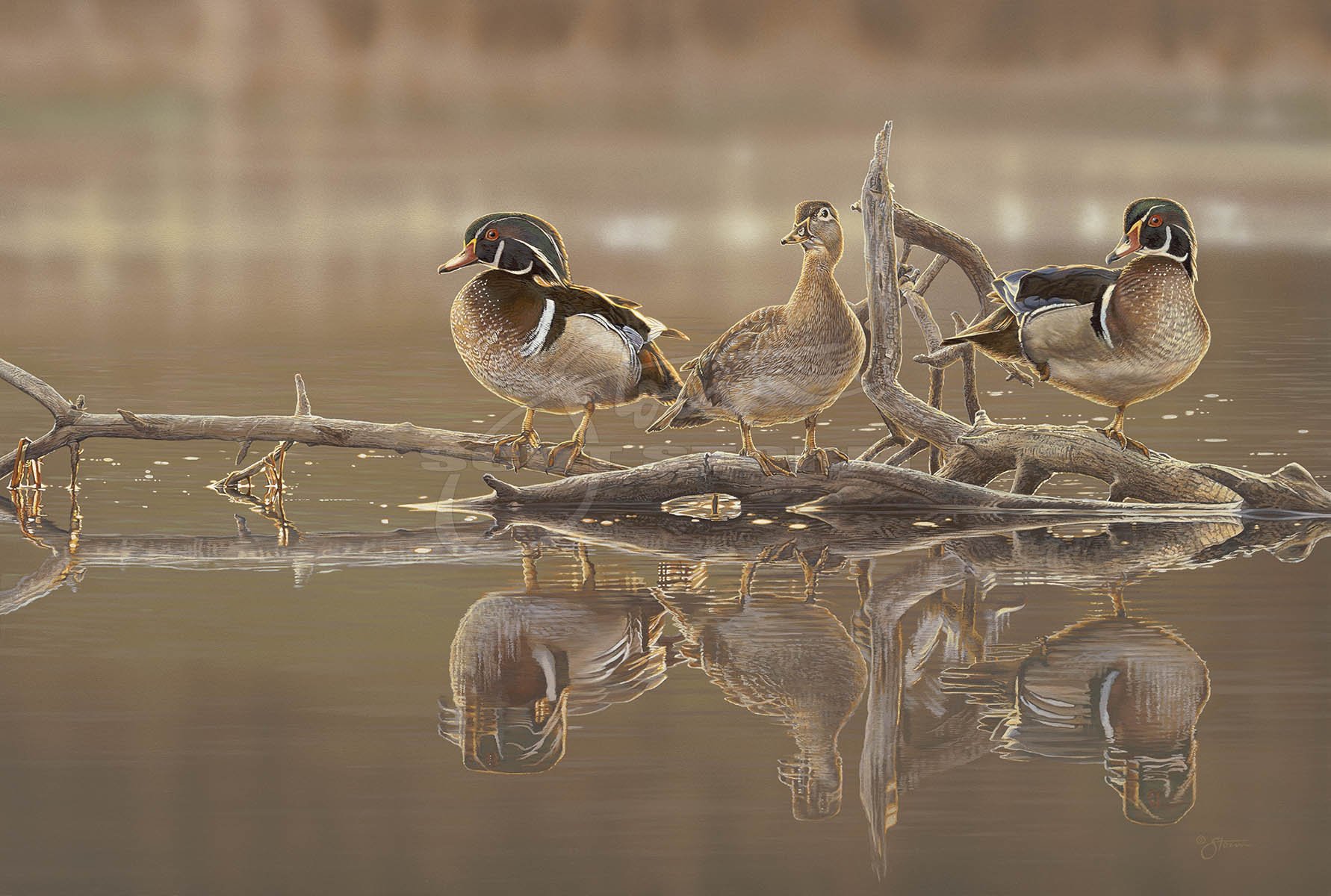 Silent Reflections+wood duck++Scot Storm+waterfowl+wildlife+art+prints+original+painting+duck+ducks unlimited+delta waterfowl.jpg