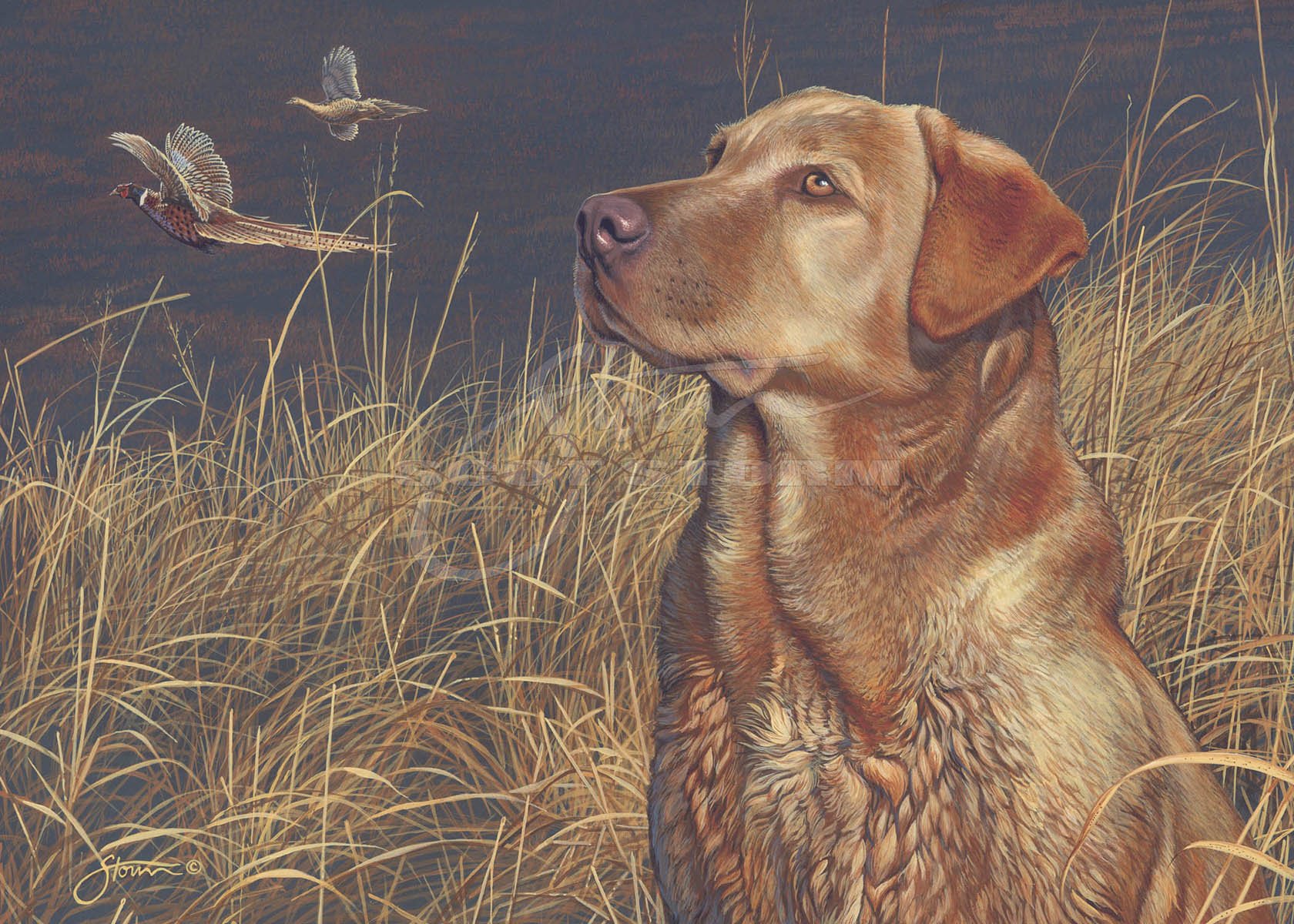 Field Companion+red lab+lab+labrador+pheasant+upland+hunting+Scot Storm+wildlife+art+prints+original+painting.jpg