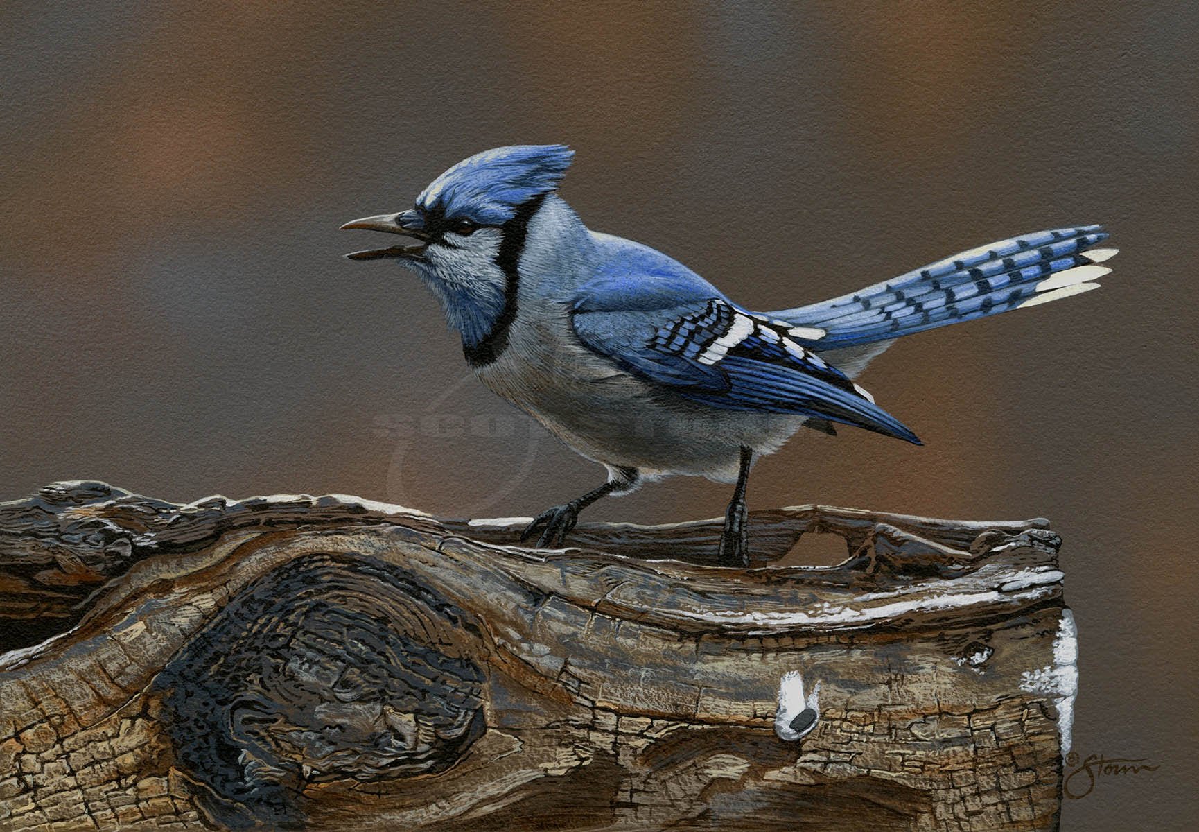 Jay Talk+blue+jay+songbird+Scot Storm+wildlife+art+prints+original+painting.jpg