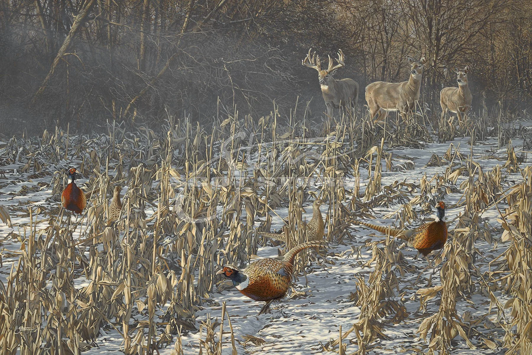 Once Upon A Dream+pheasant+whitetail+deer+pheasants forever+whitetails unlimited+Scot Storm+wildlife+art+prints+original+painting.jpg