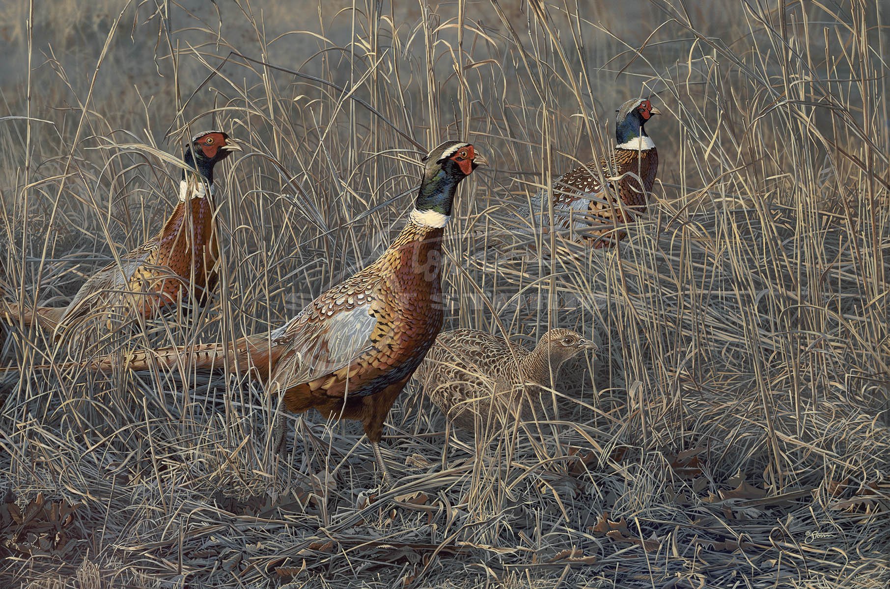 Grassy Haven+pheasant+Scot Storm+waterfowl+wildlife+art+prints+original+painting+pheasants forever.jpg