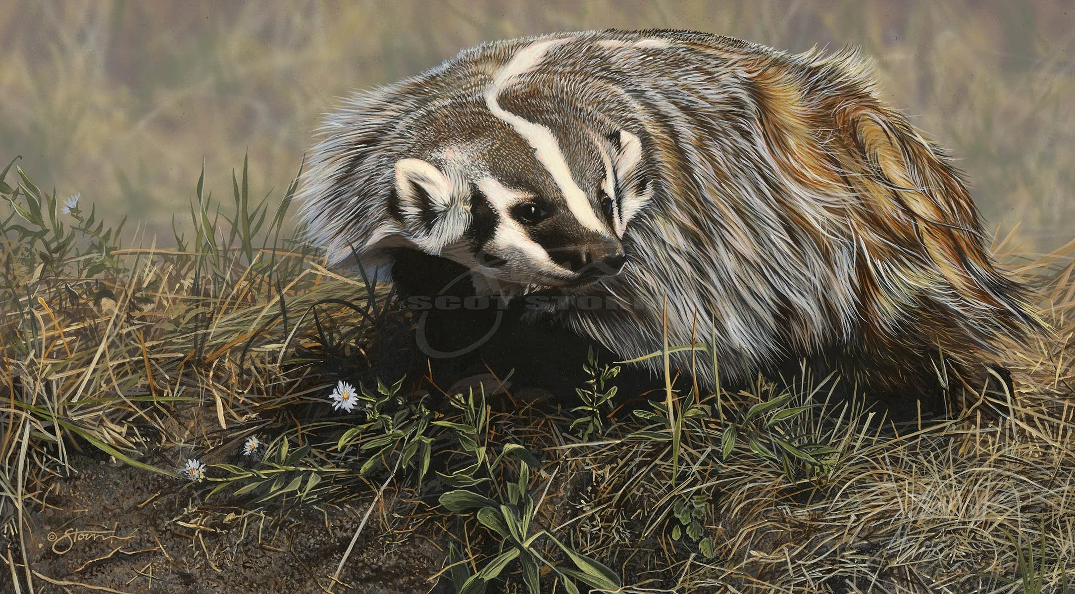 Badger+predator+western++Scot Storml+wildlife+art+prints+original+painting.jpg