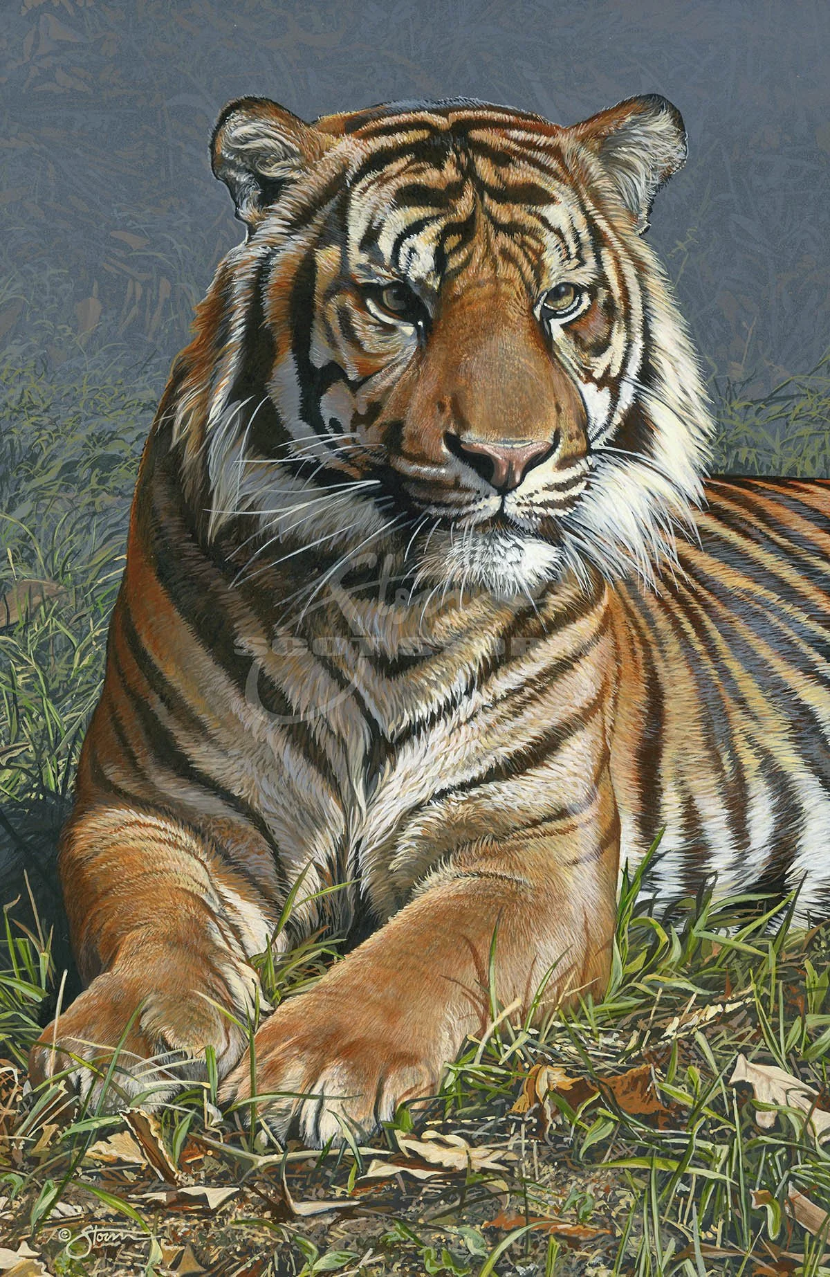 Tiger+Portrait+amur+big+cat+predator+Scot Storm+wildlife+art+prints+original+painting.jpg