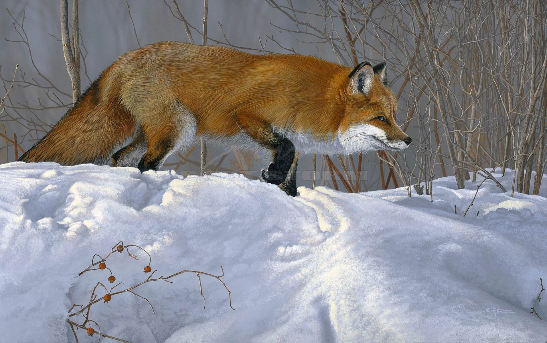 Red Fox V