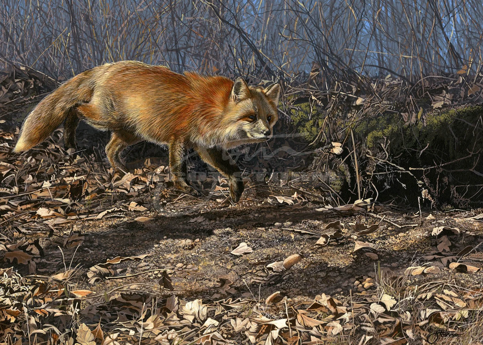 Red Fox VII