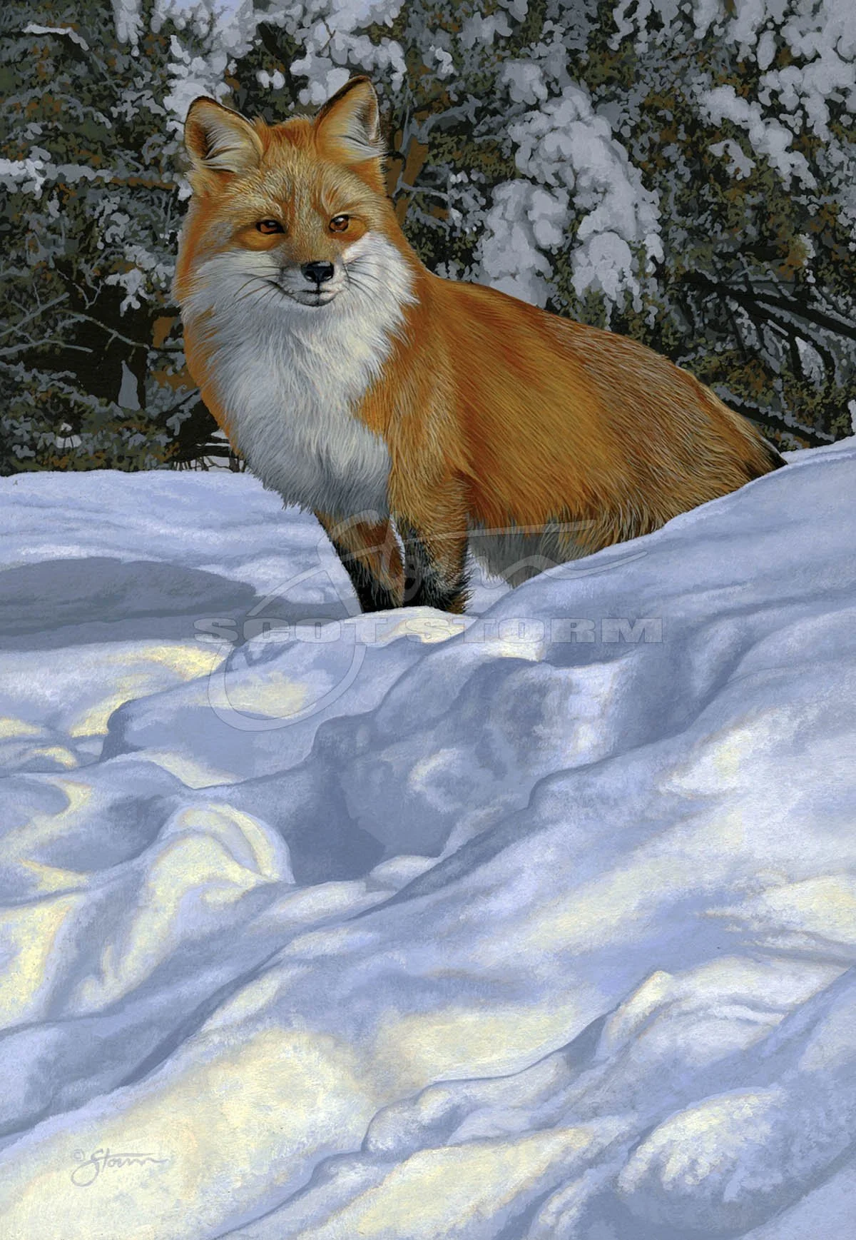 Red Fox IX