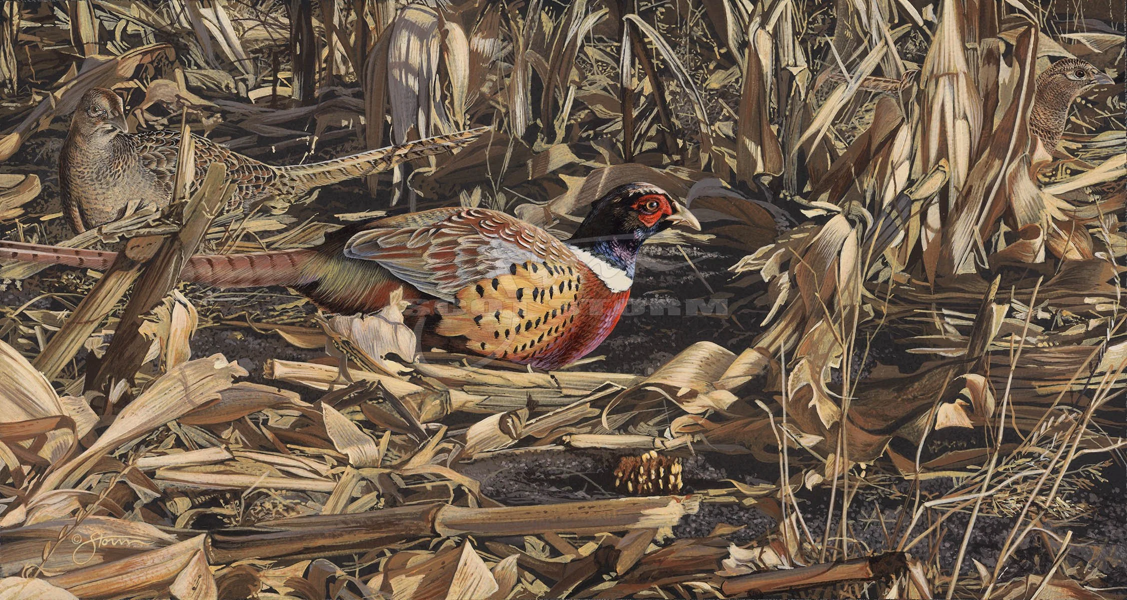 Dinner Time 2+pheasant+corn+field+upland+pheasants forever+quail forever+Scot Storm+wildlife+art+prints+original+painting.jpg