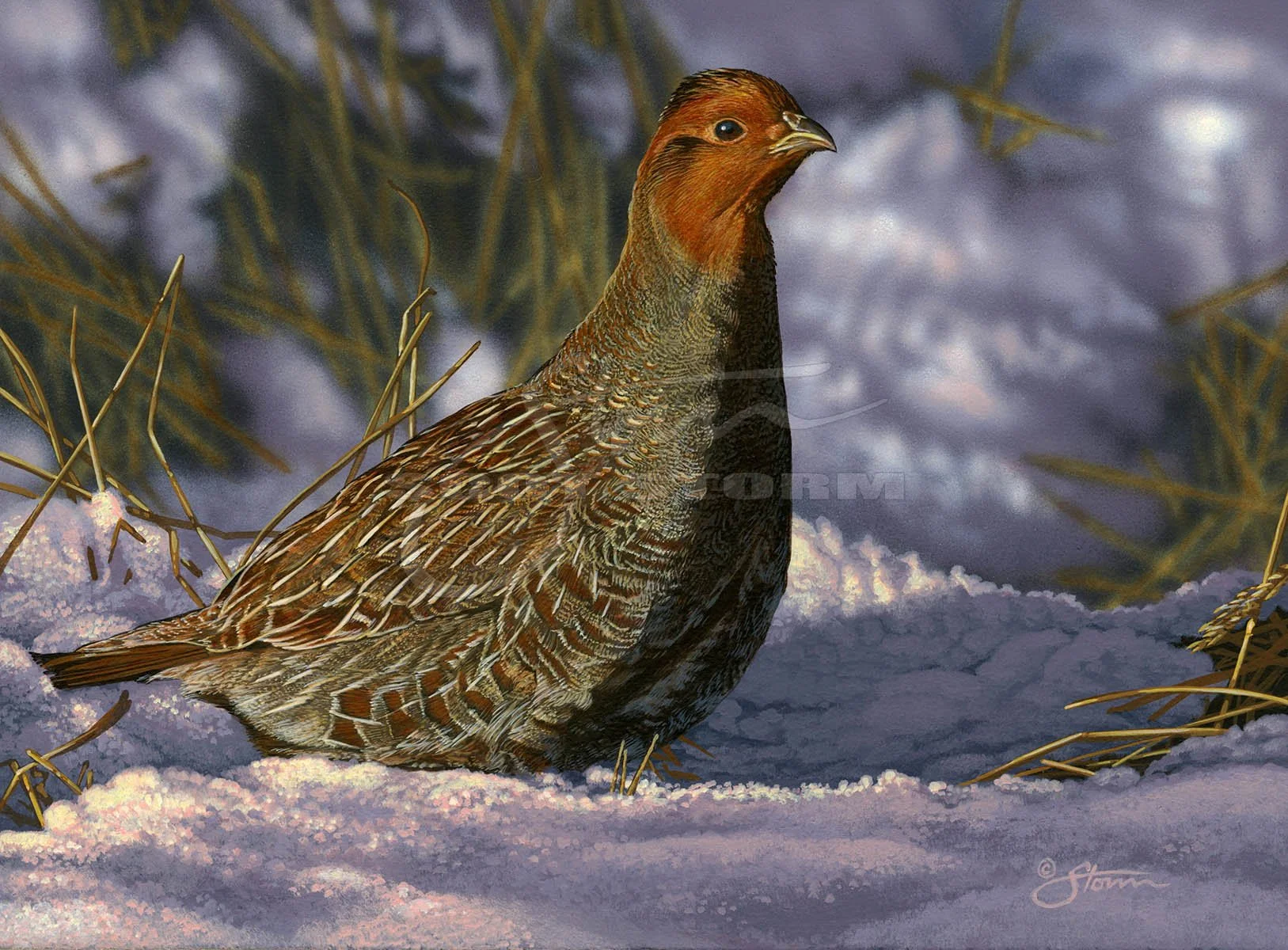 Hungarian Partridge