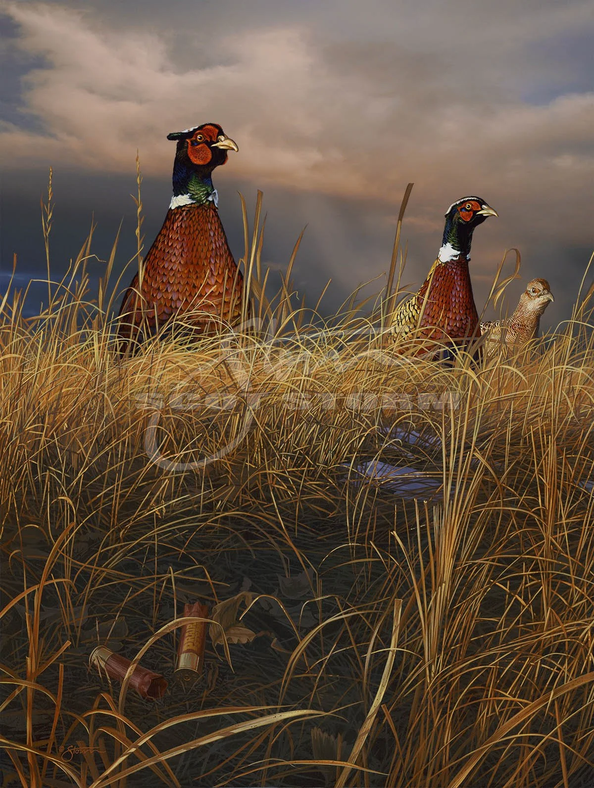 Prairie Storm+pheasant+pheasants forever+quail forever+hunting+Scot Storm+wildlife+art+prints+original+painting.jpg