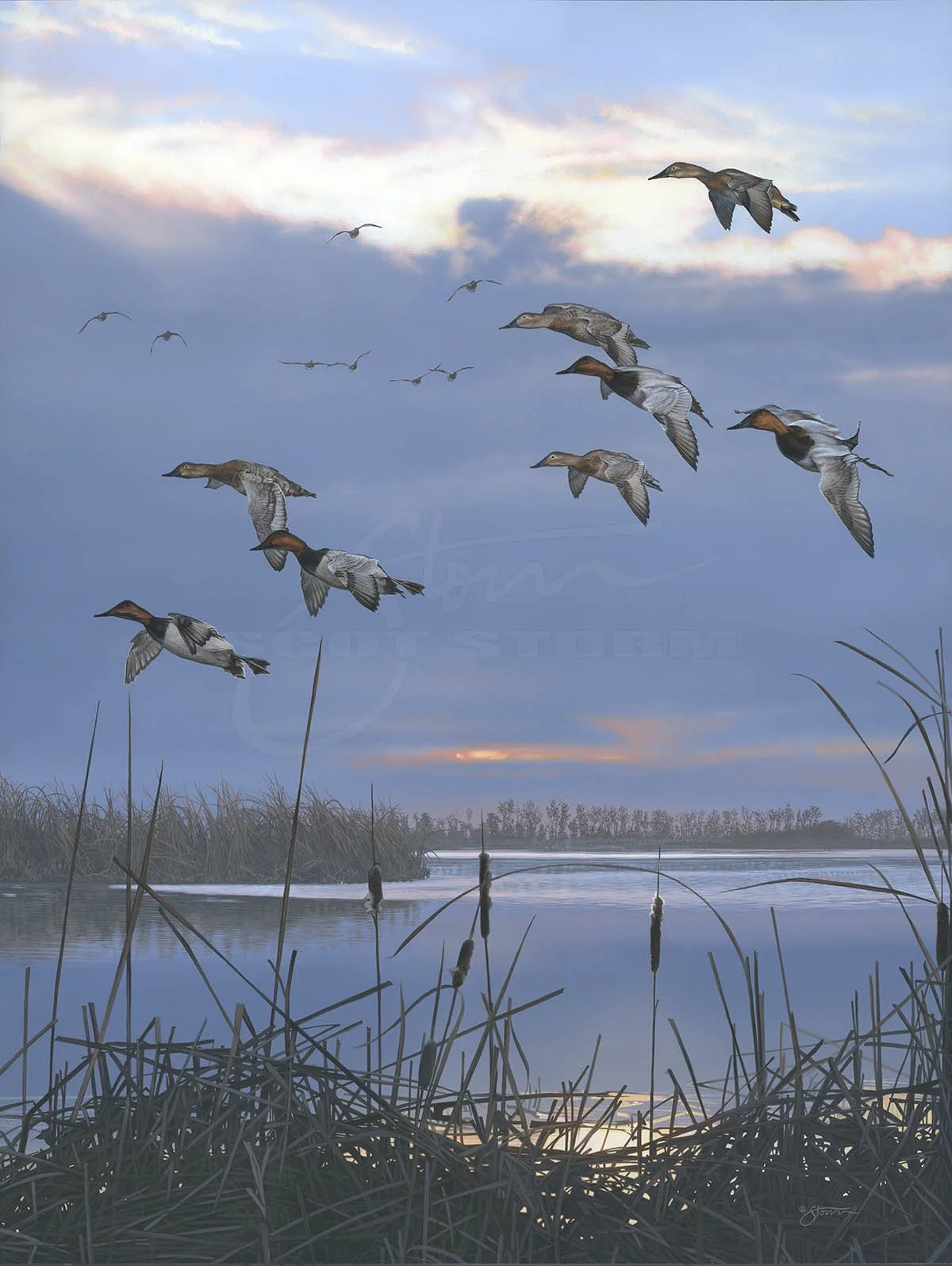 Silver Lining+canvasback++Scot Storm+wildlife+art+prints+original+painting+waterfowl+duck+ducks unlimited+delta waterfowl.jpg