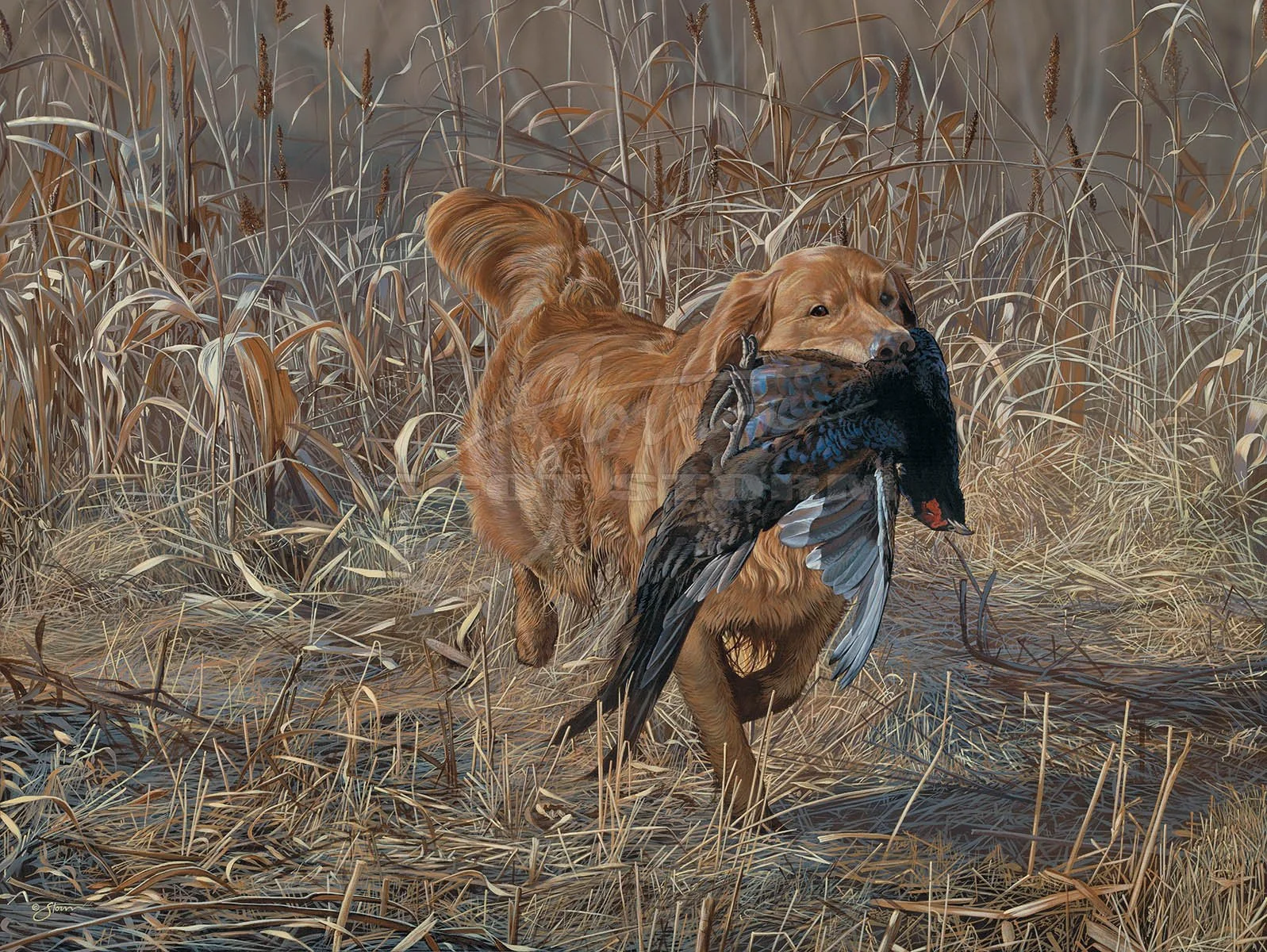Trophy Blue - Shiloh's Prize