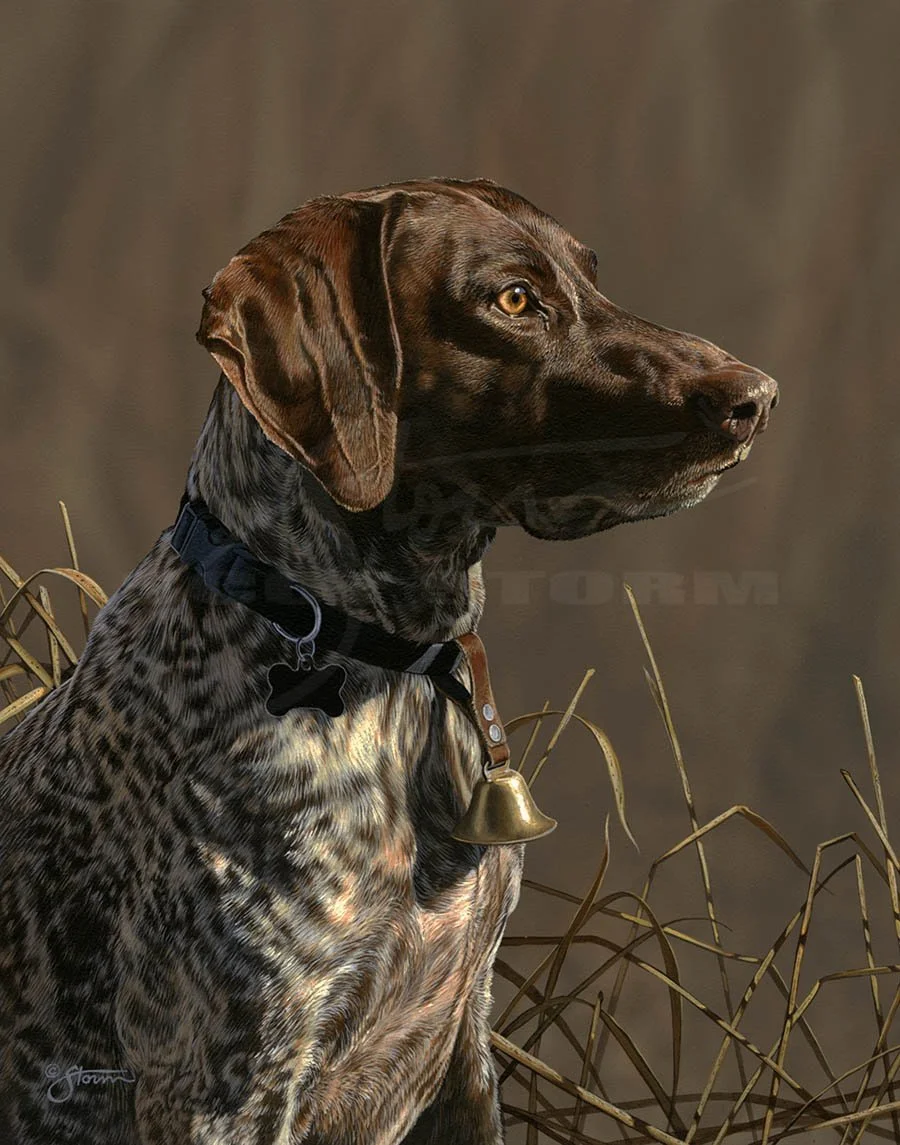 Loyal Companion+German+shorthair+upland+sporting+dog+hunting+Scot Storm+waterfowl+wildlife+art+prints+original+painting+Pheasant+forever.jpg