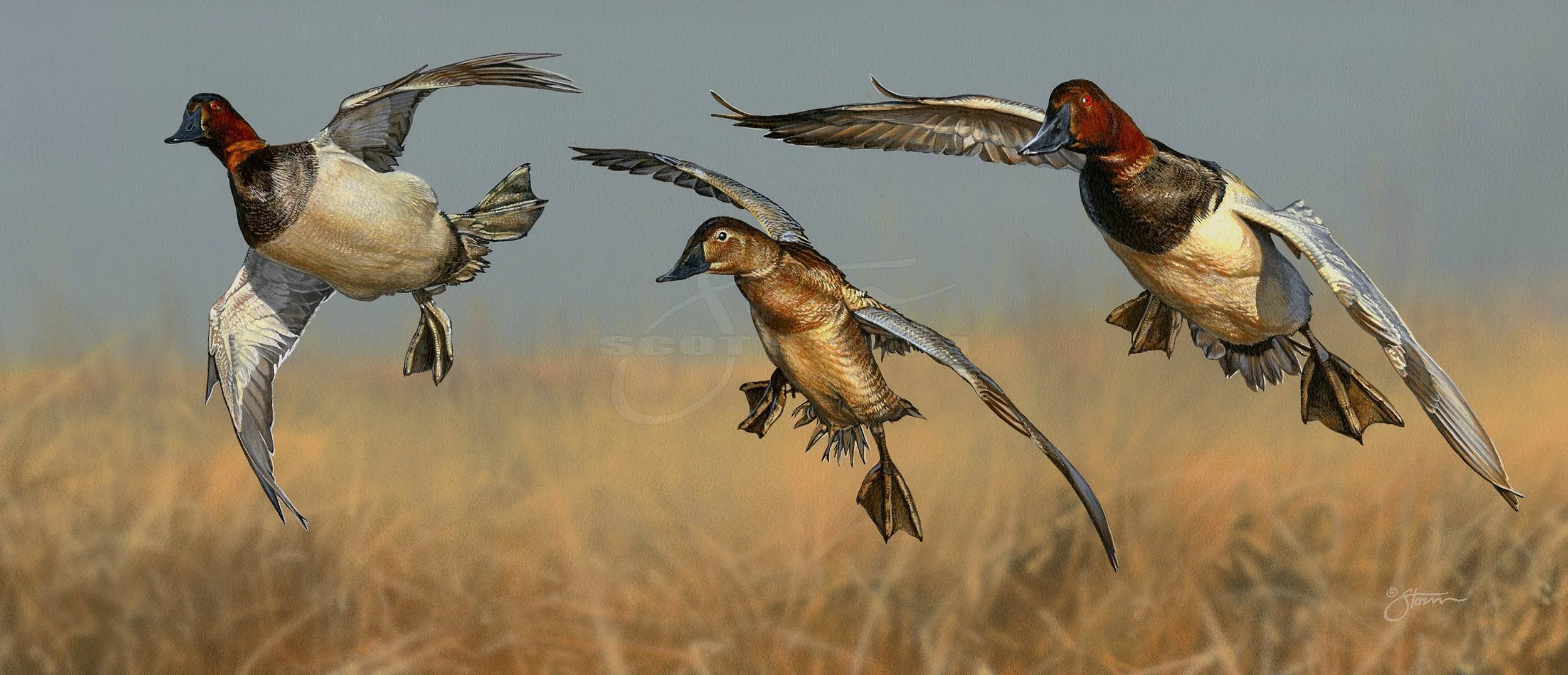 Incoming - Canvasbacks
