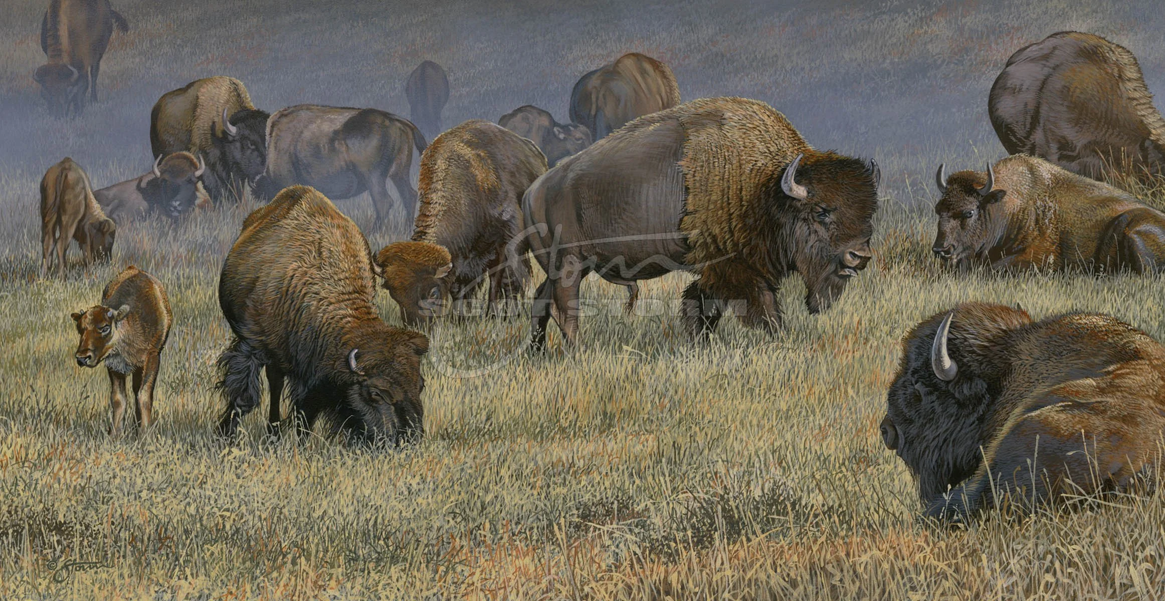Bison Herd