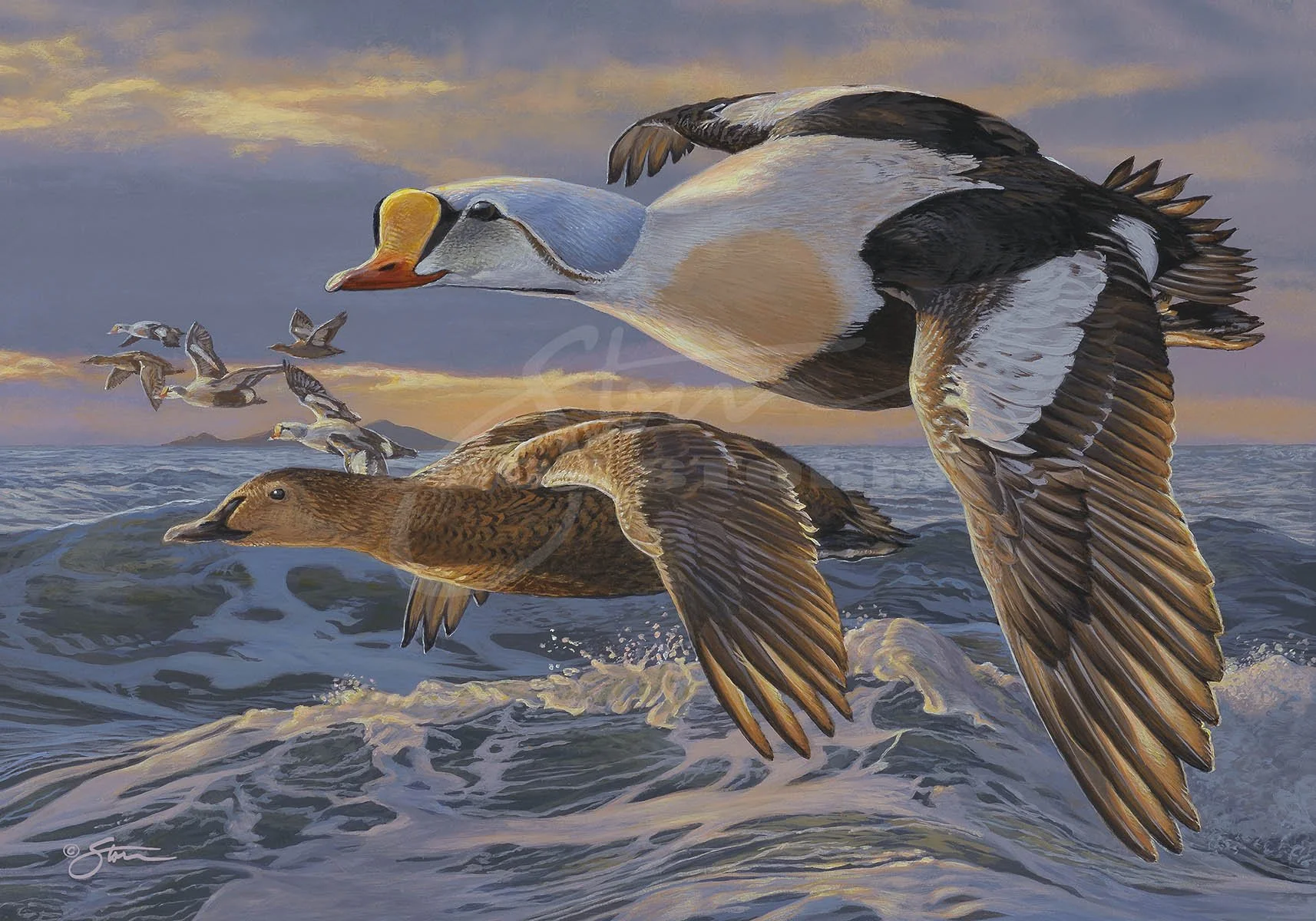 Kings-Scot Storm-king eider-waterfowl-ducks unlimited-delta-art-prints.jpg