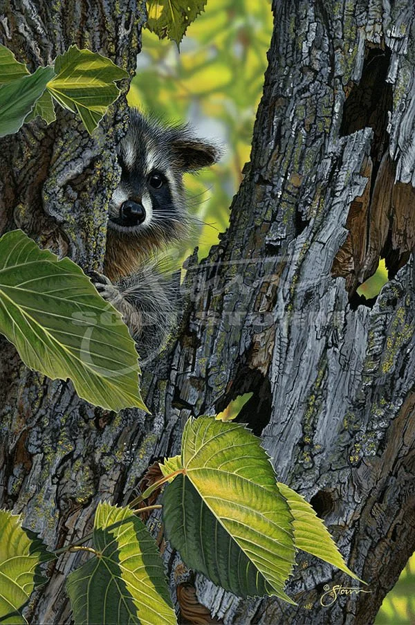 Peek-Scot Storm-raccon-wildlife-art-furbearer.jpg