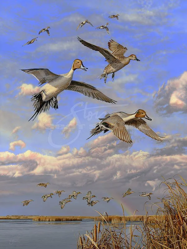 Droppin In-pintails.jpg