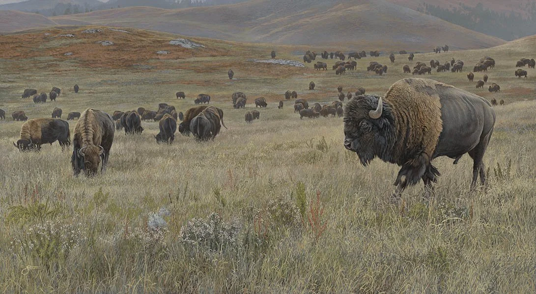 Grassland Tatanka