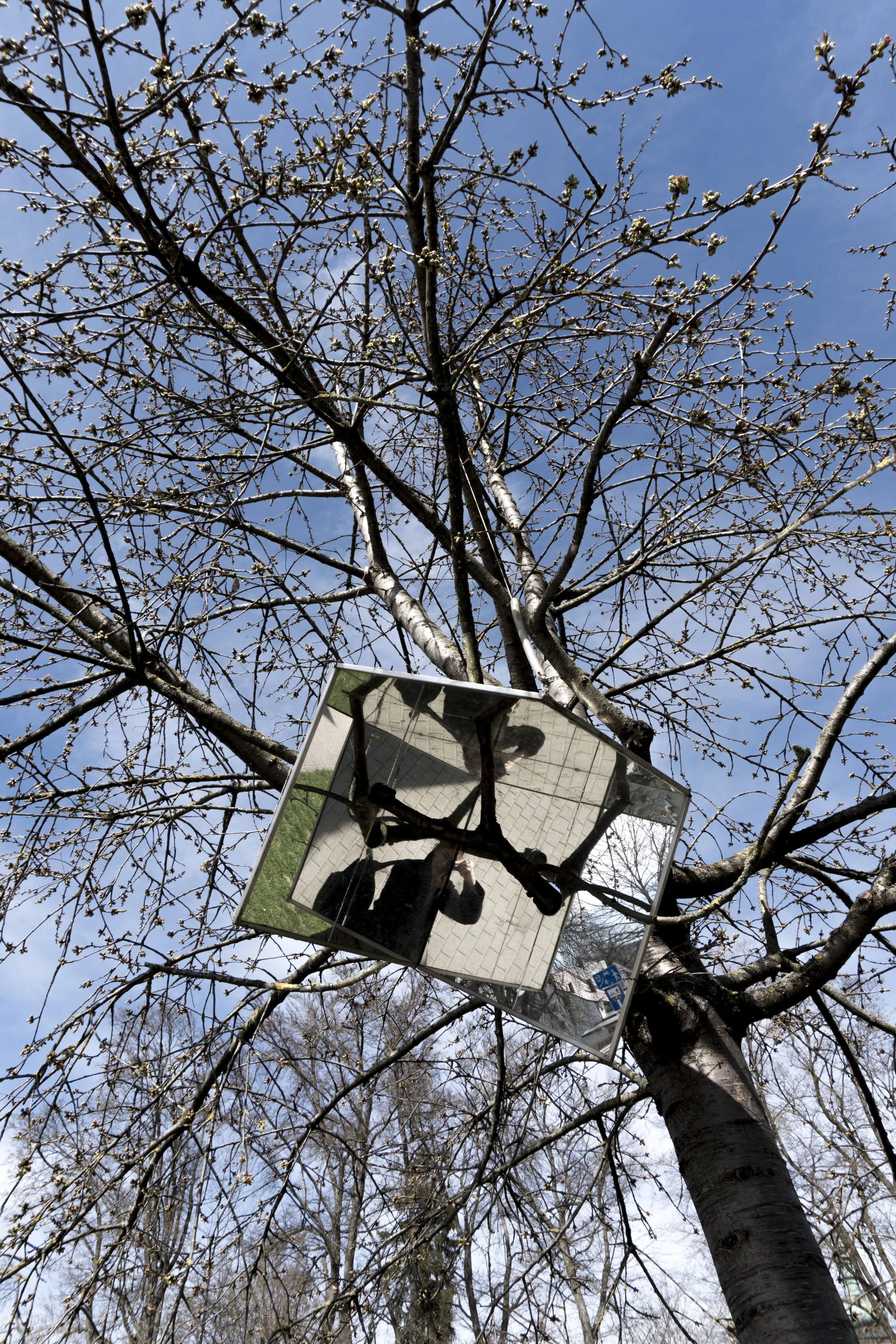 Jinmo Kang , BranchPortrait (2009)