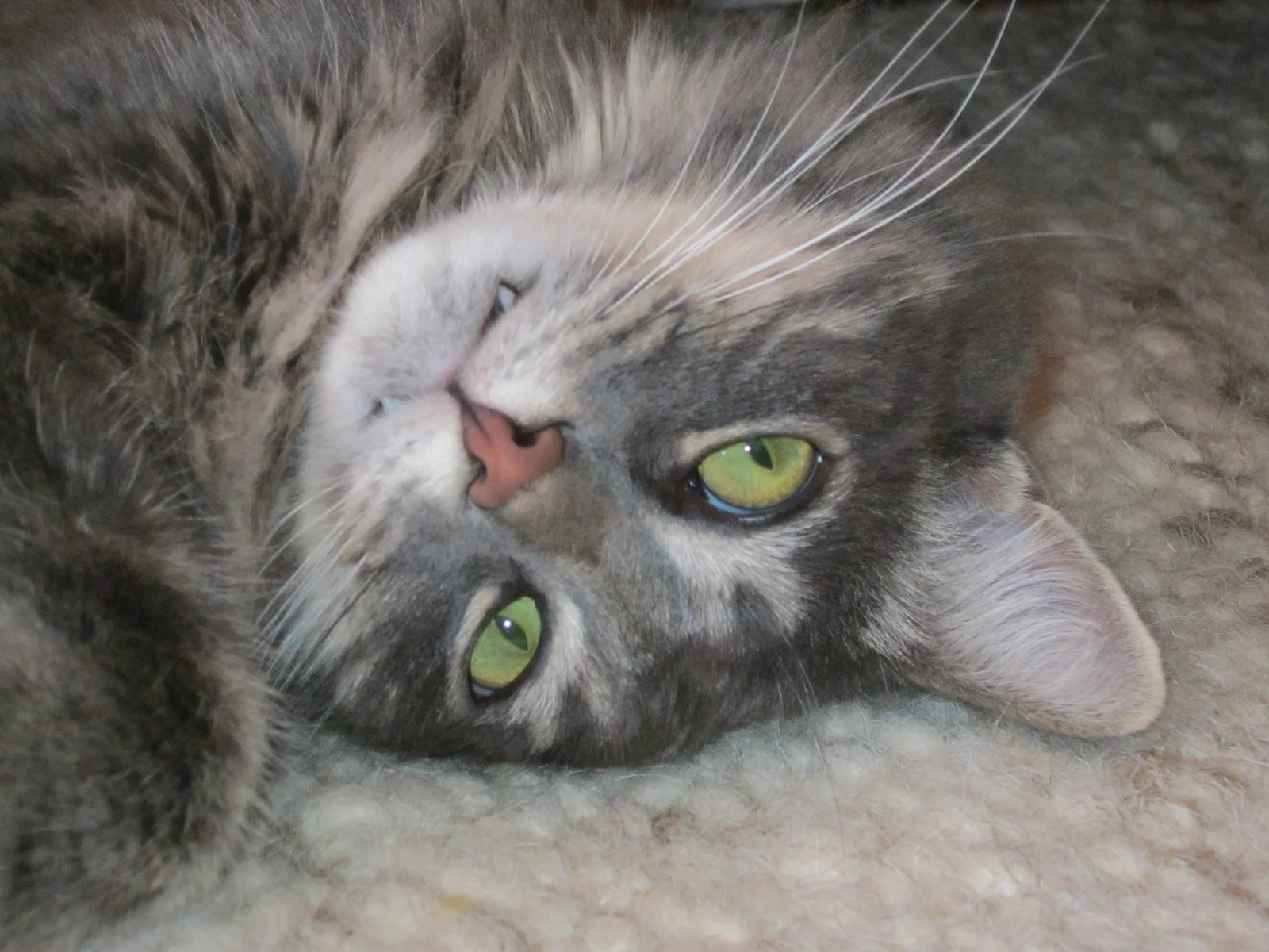 san geronimo and kitty oct 032.JPG