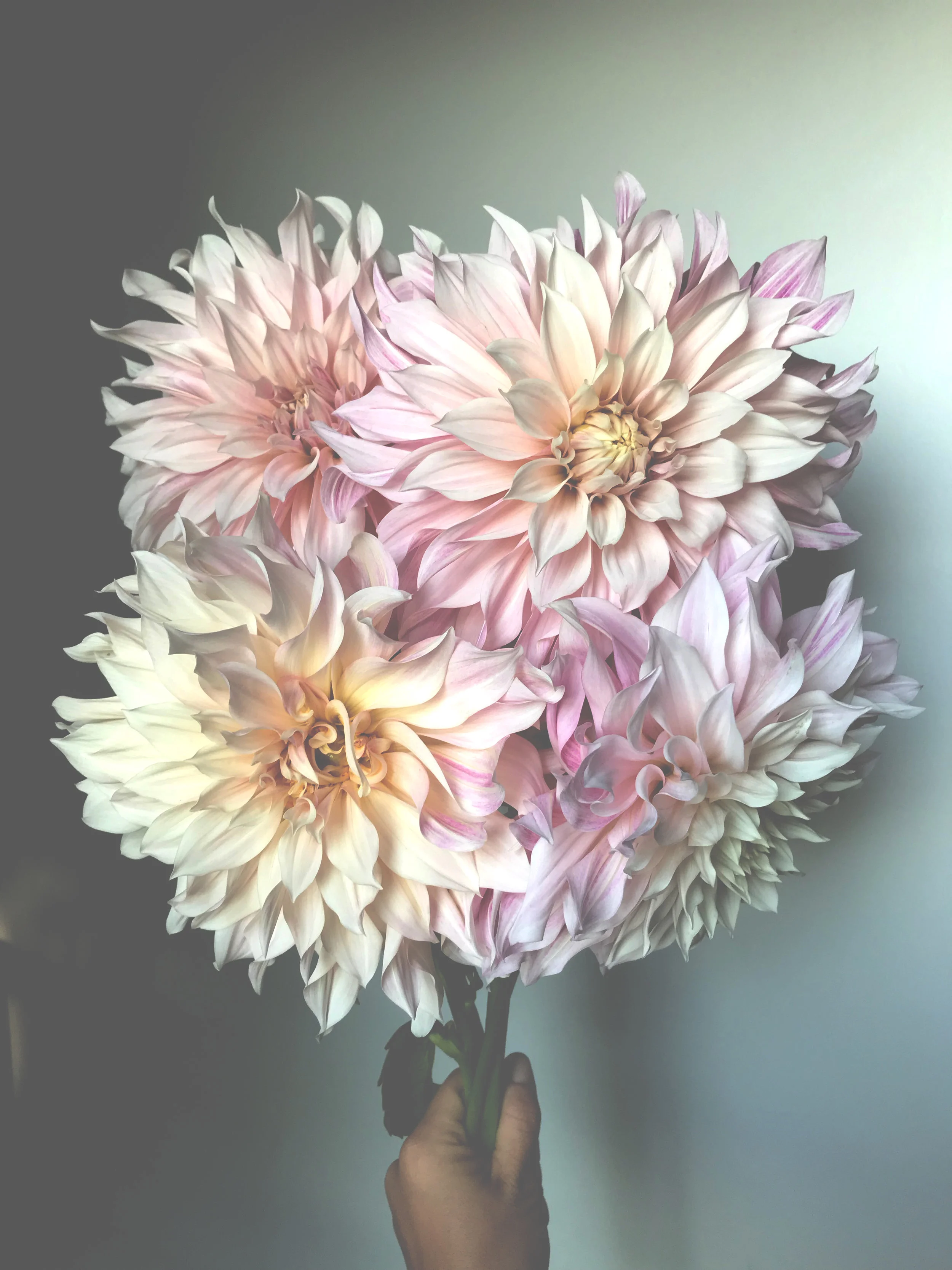 dahlias2.jpg