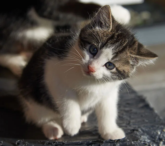 20131203_kitten_B.jpg