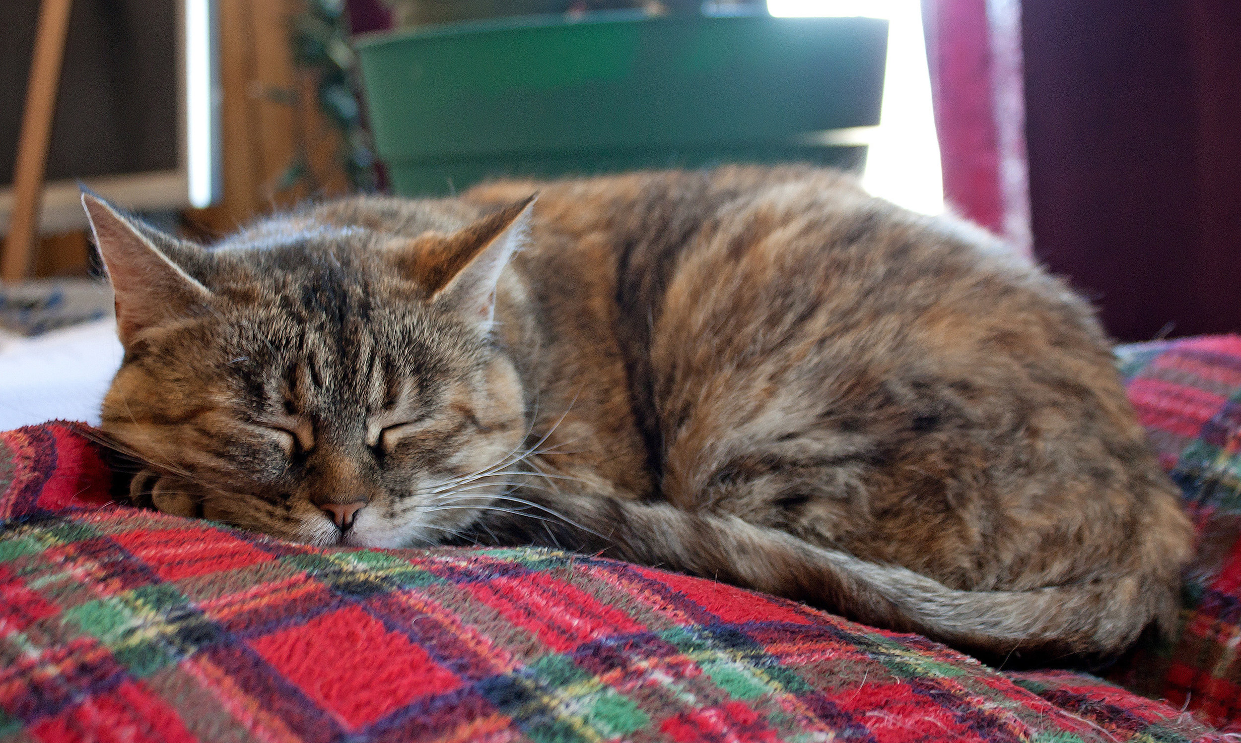 cat-sleeping-on-blanket_G1YFOIOd.jpg