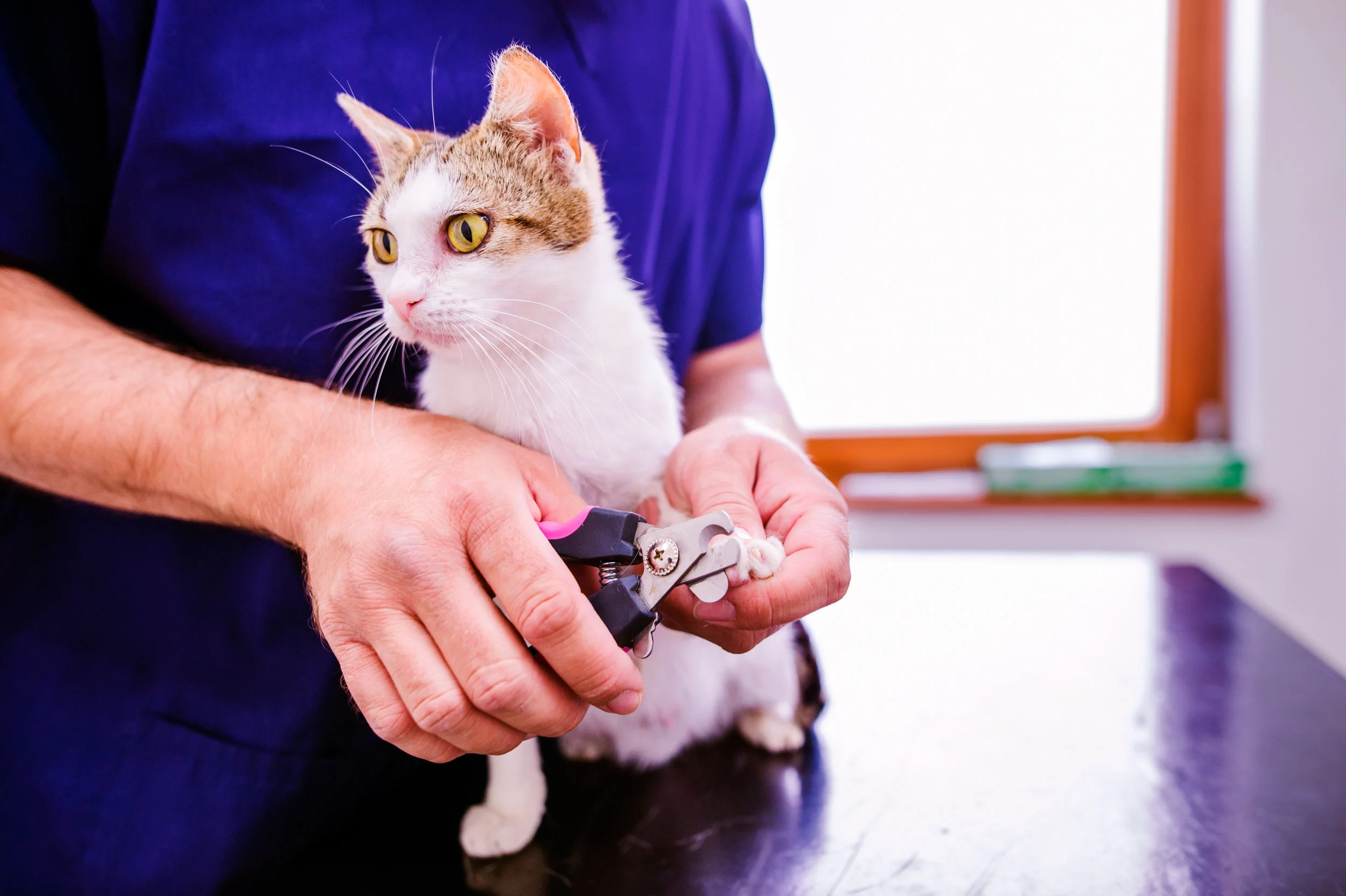 graphicstock-veterinarian-cutting-toenails-to-cute-little-kitten-in-veterinary-clinic-unrecognizable-woman-working_BOmzYmdrG-.jpg